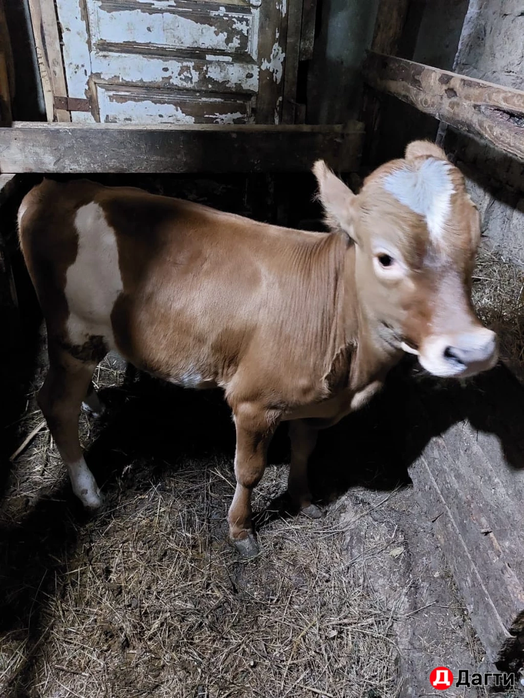 Коровы,телята