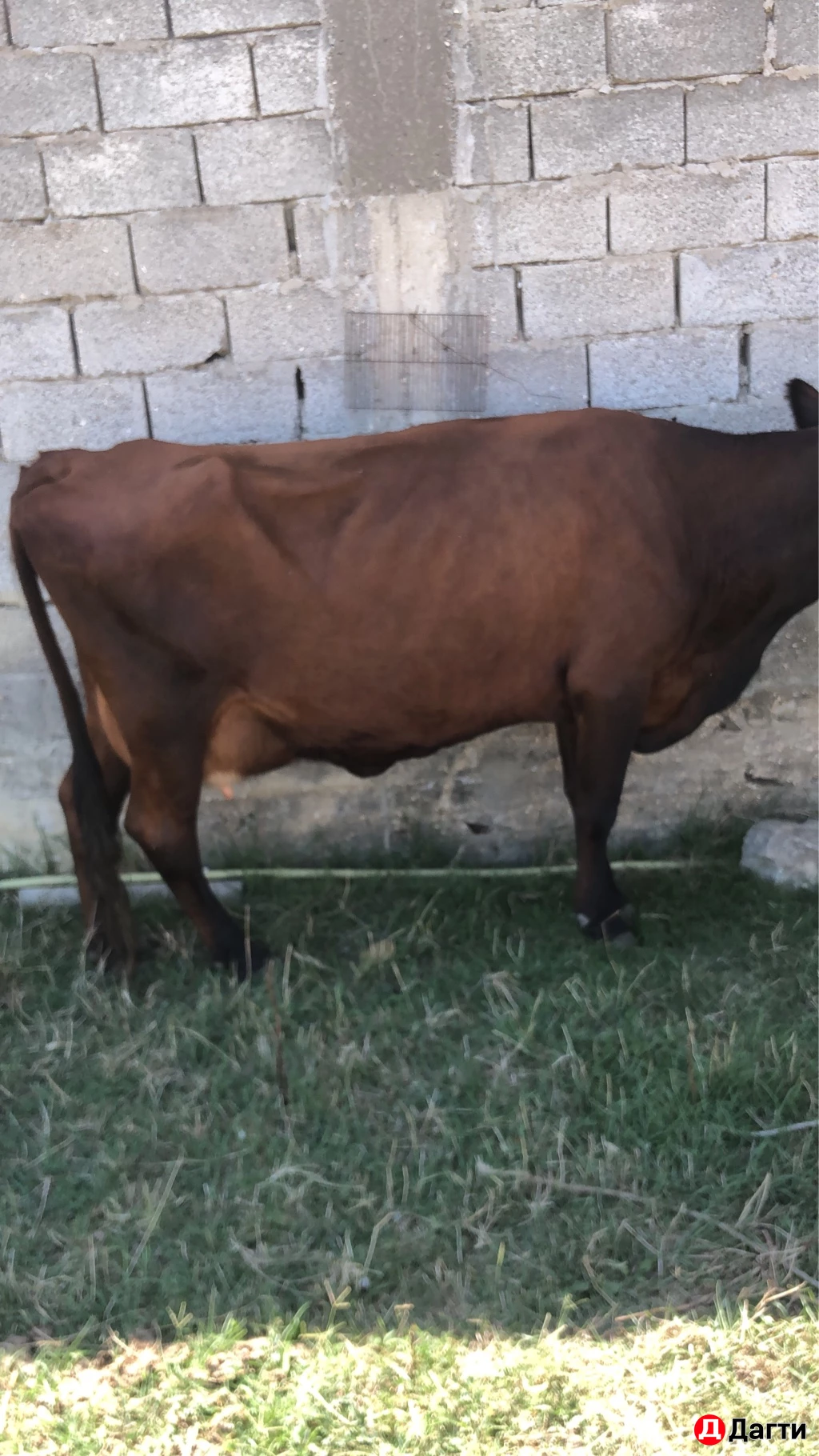 Карова Находится Махачкала Караман два