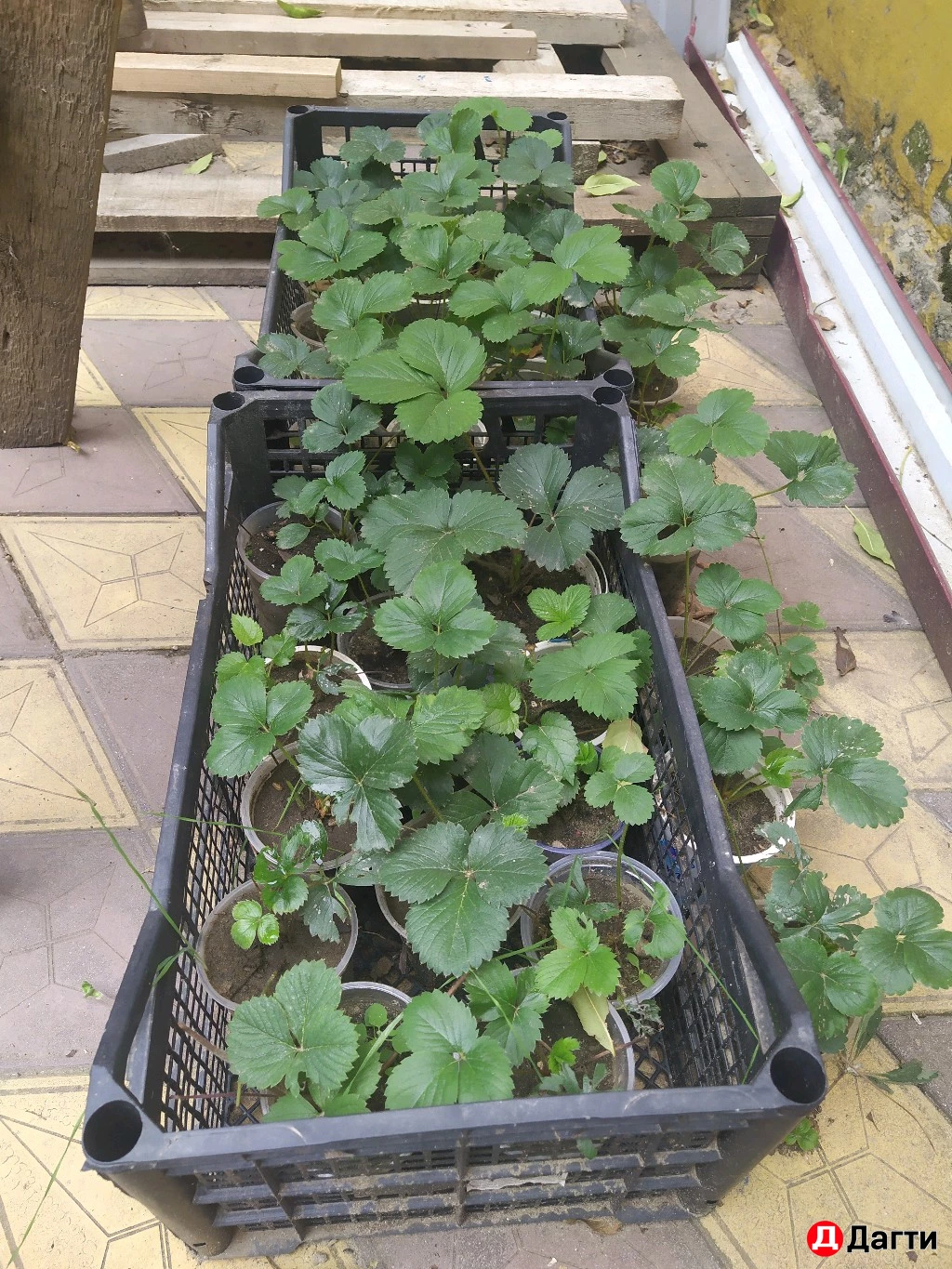 Клубника рассада