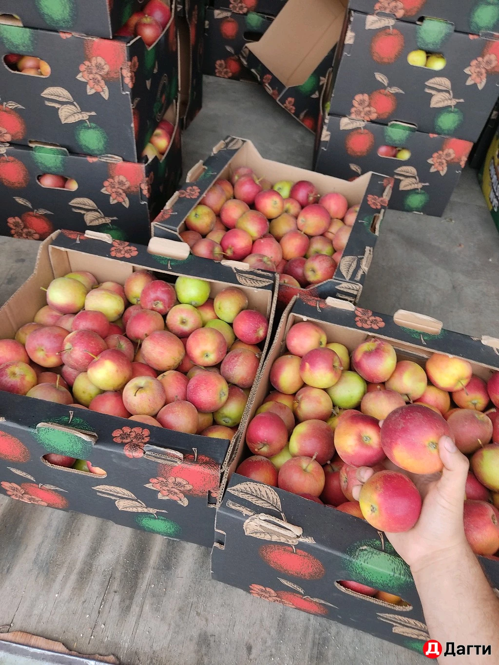 Яблоки сочные