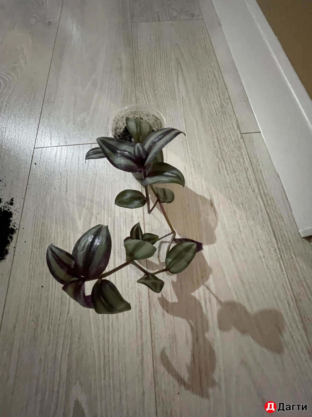 Традесканция