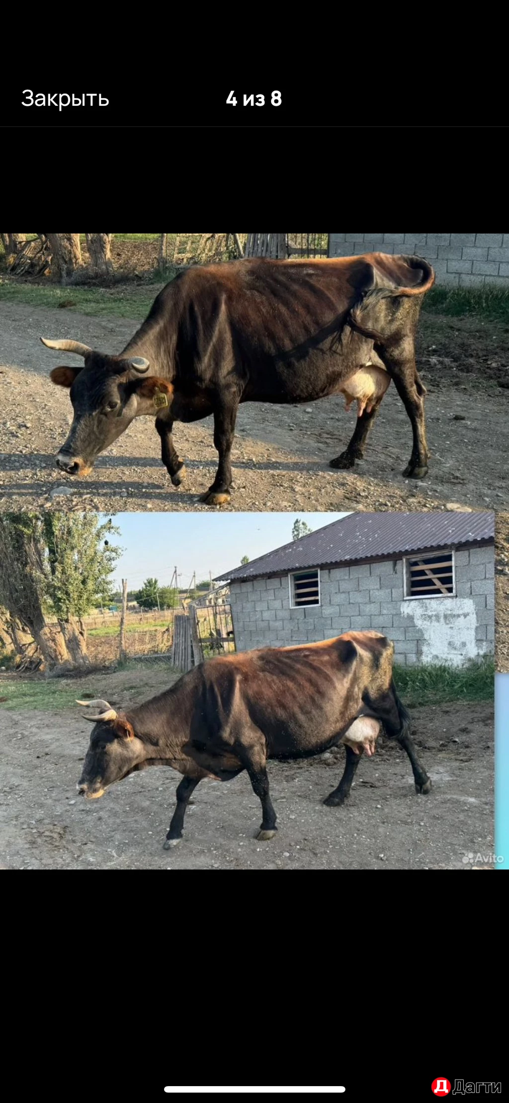 Дойные коровы