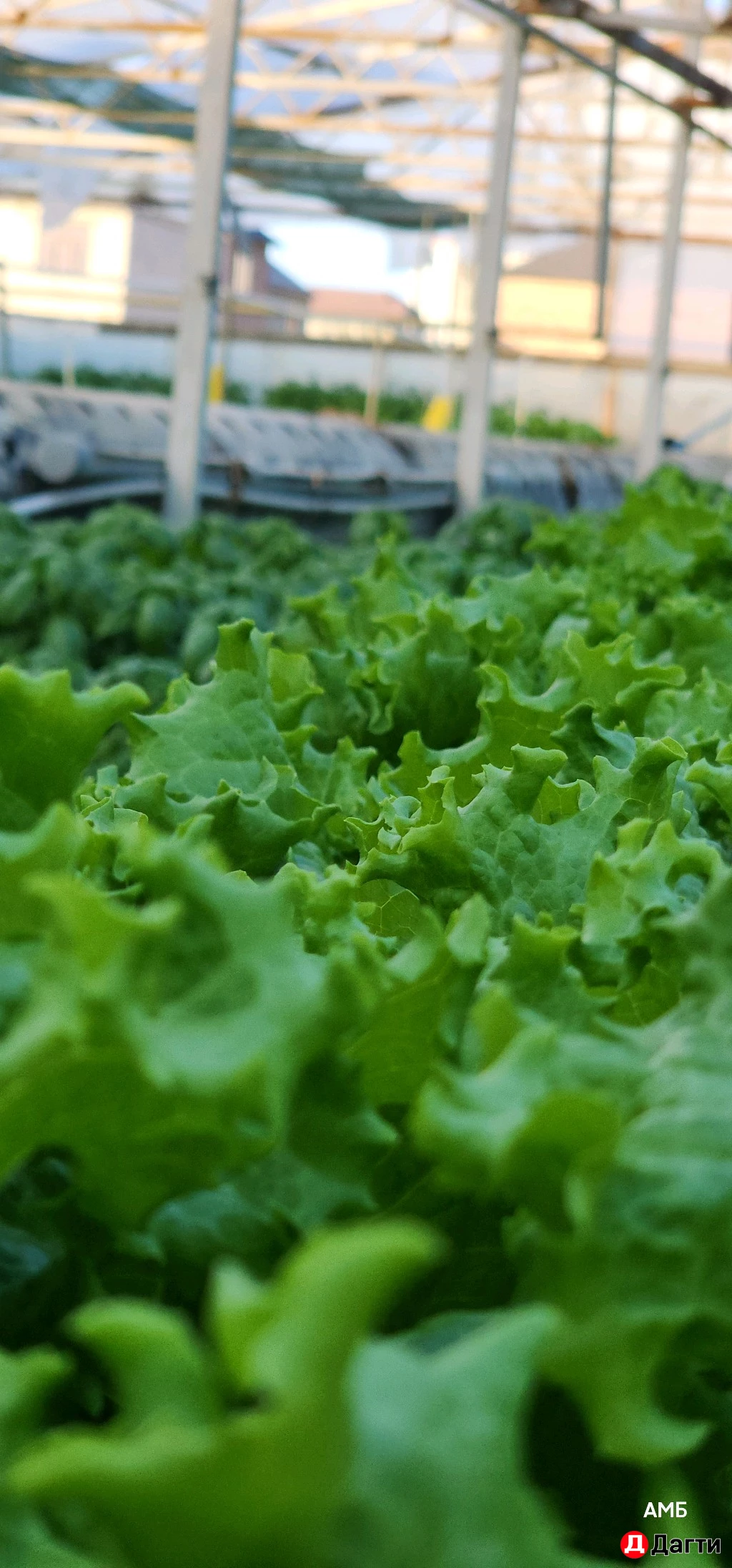 Салат # Листья салата