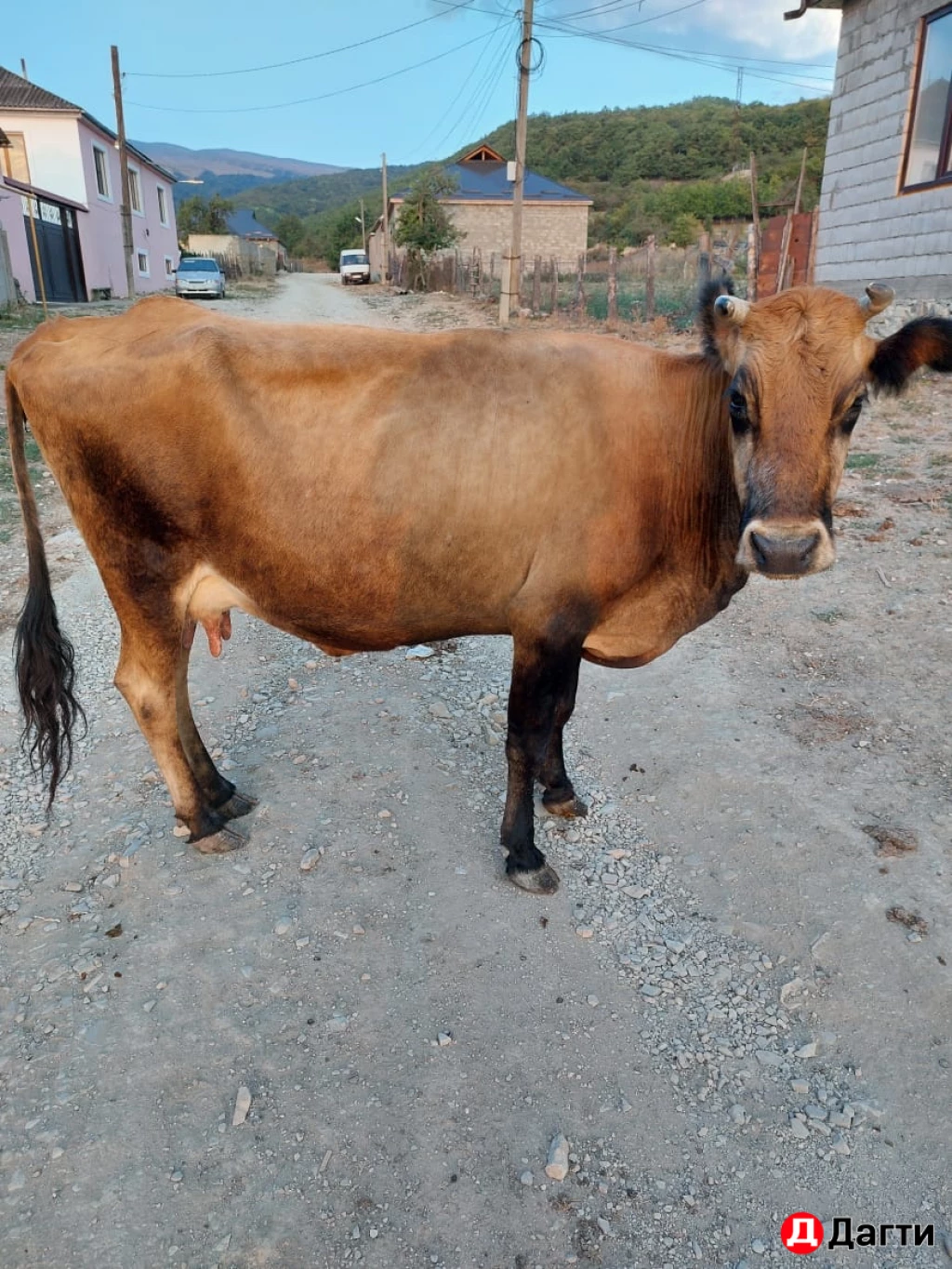 Коровы,телята