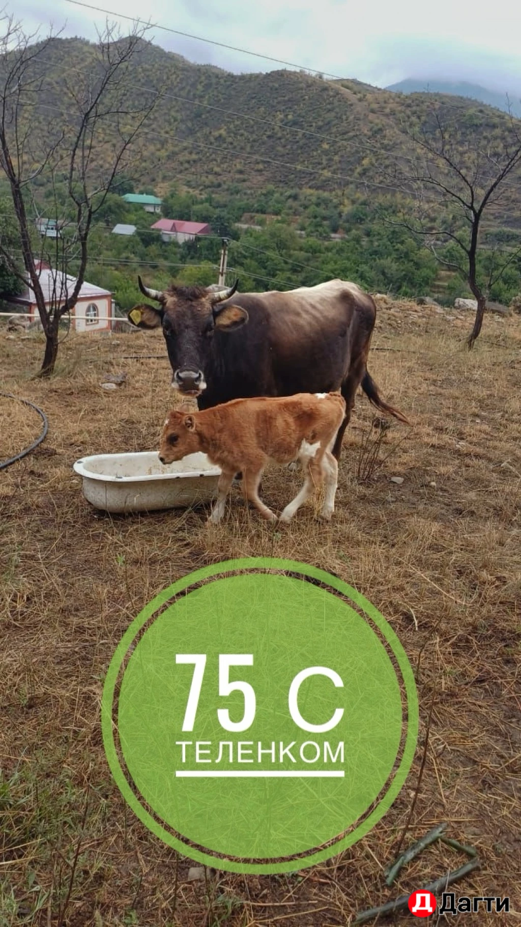 Коровы с теленком