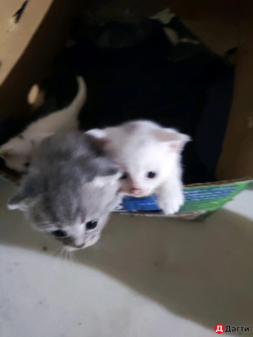 Вислоухие котята