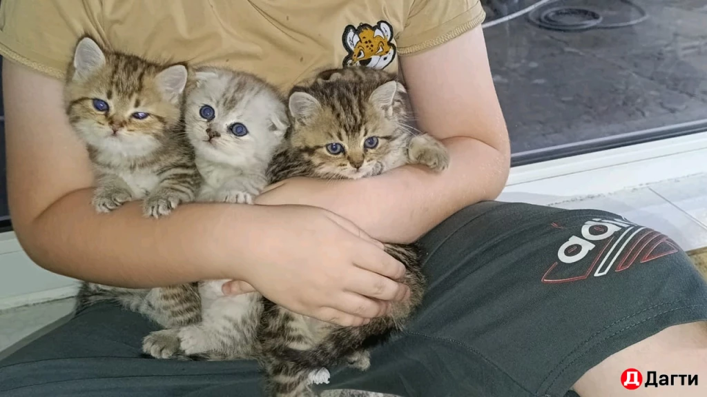 Шотландская вислоухая золотистая шиншила