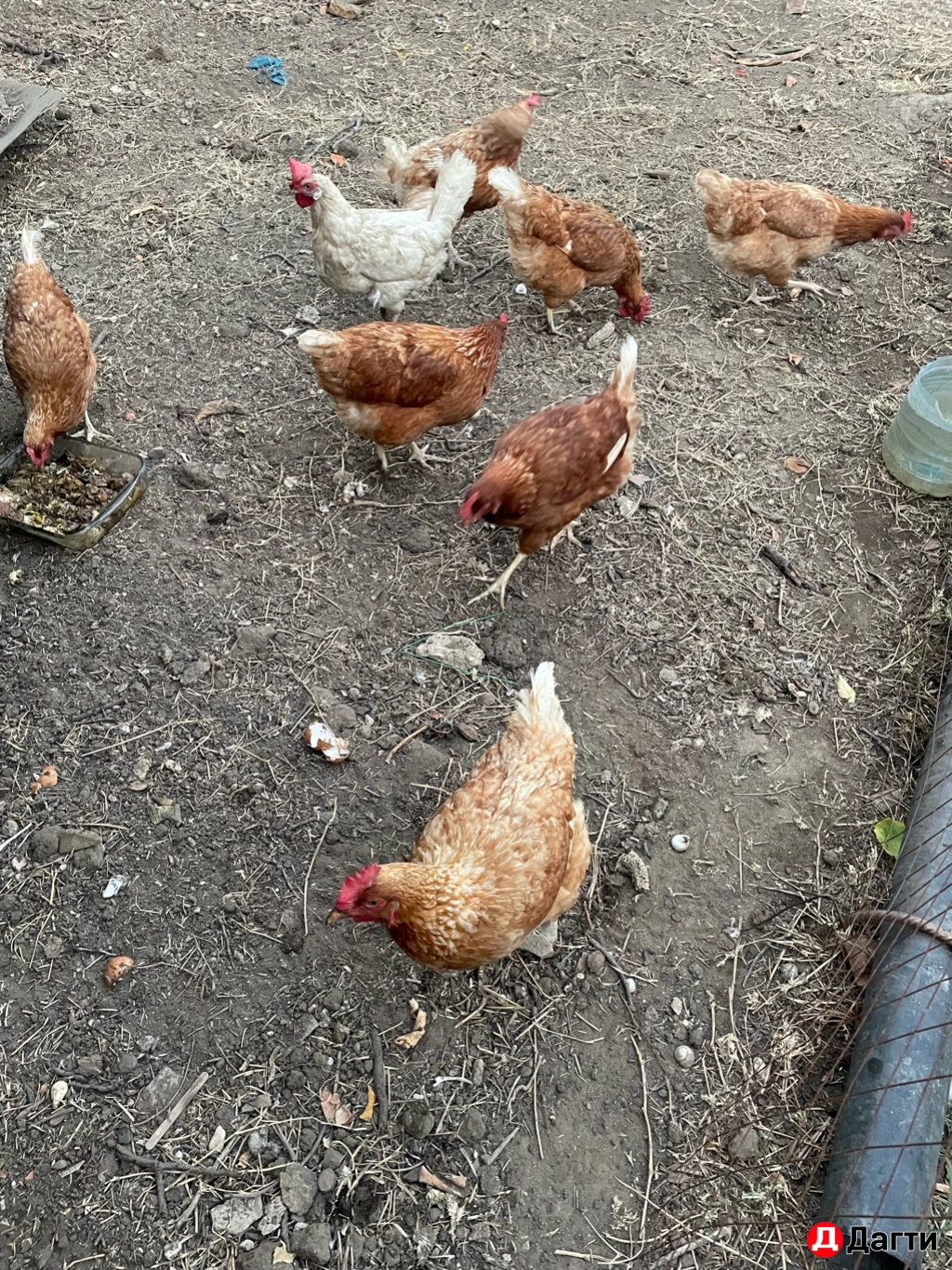 Куры несушки