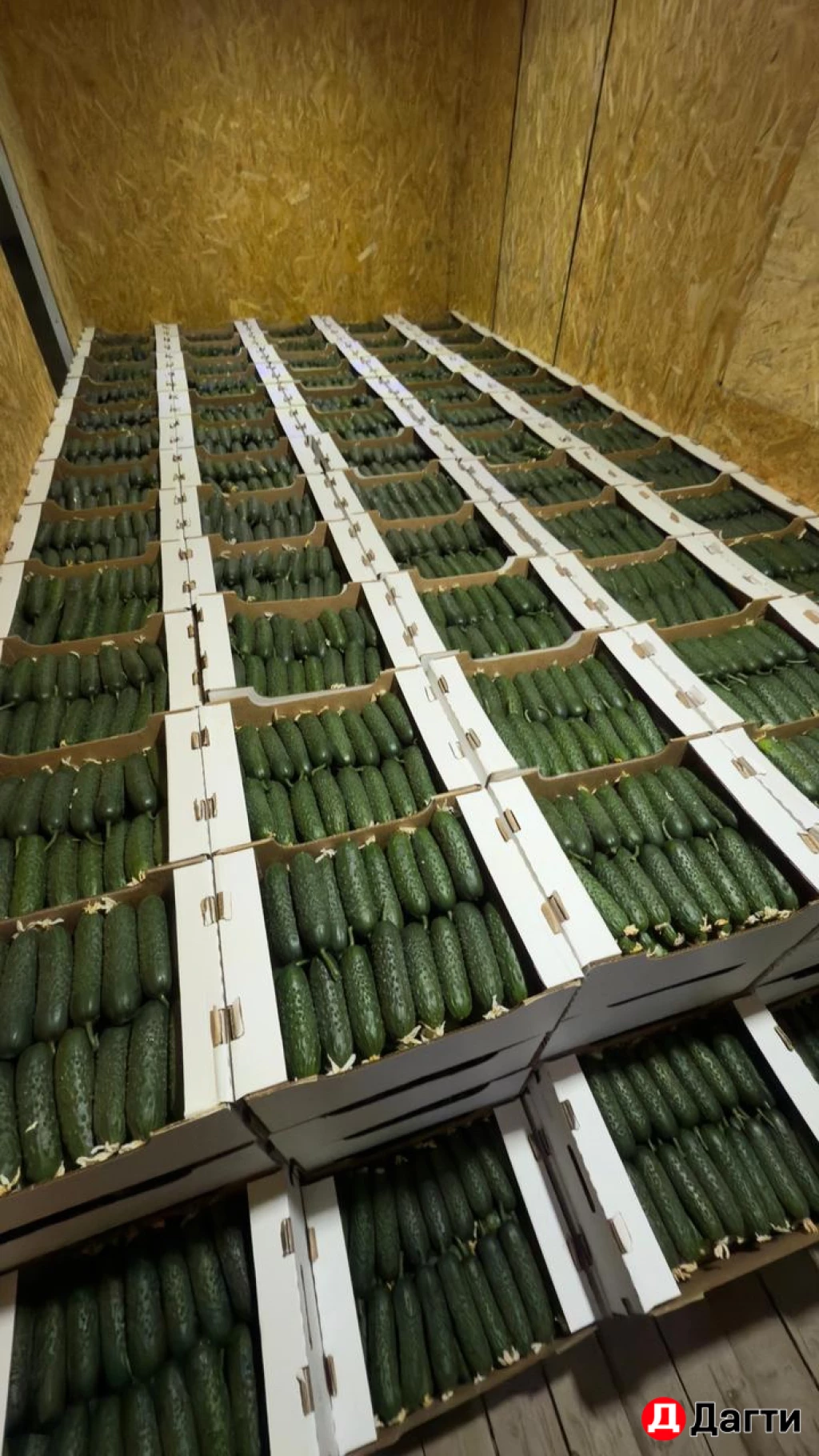 Огурцы свежие