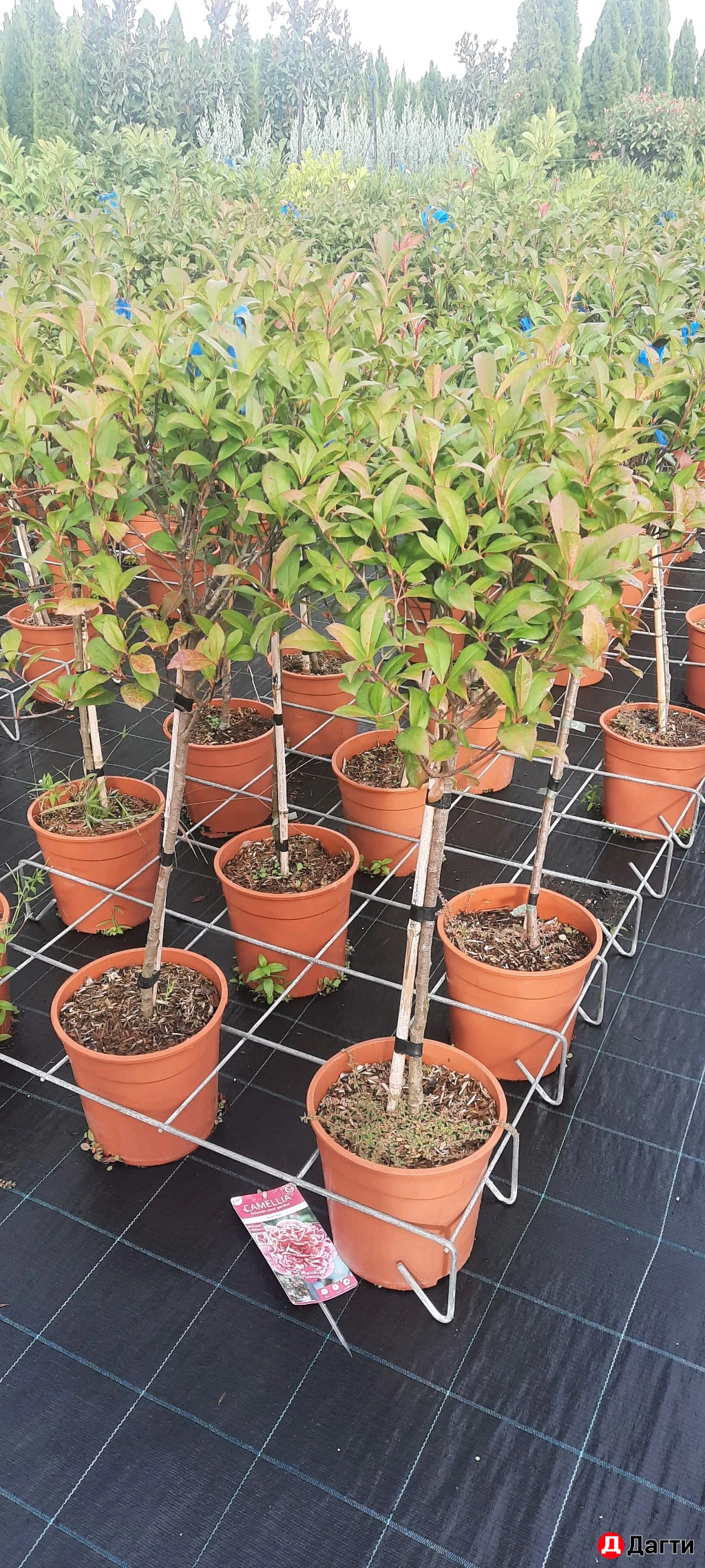 Фатиния На Штамбе