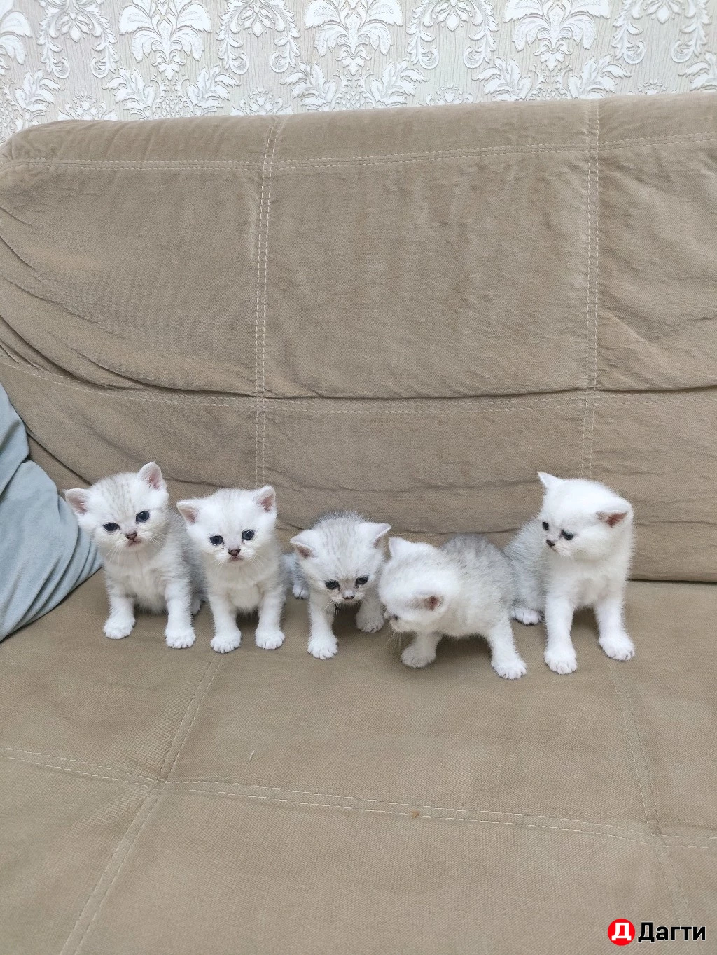 Британские шиншиллы