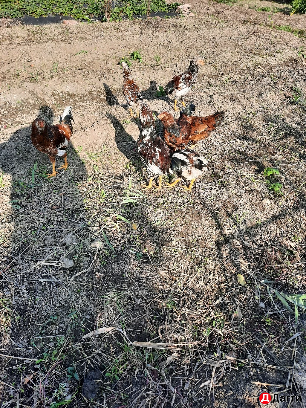 Орловские ситцевые петушки. 5 месяцев.