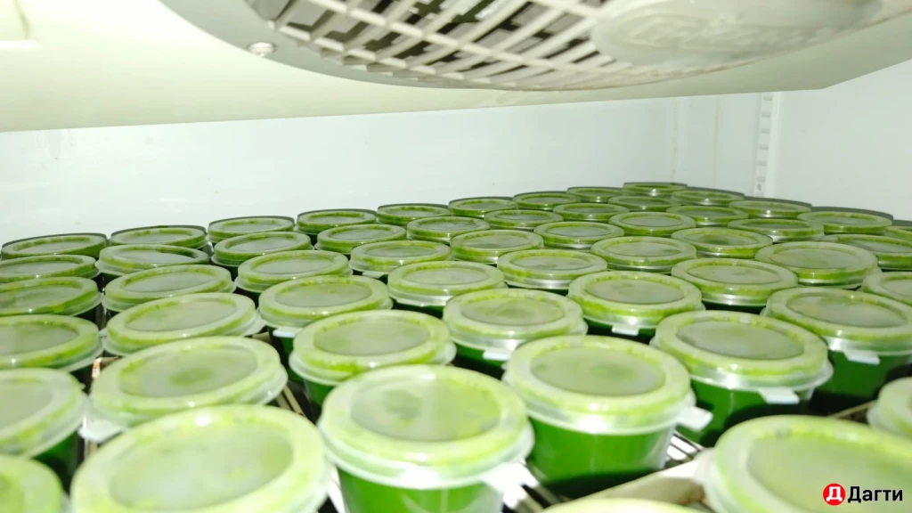 Bитгpacc (coк из pостков пшeницы )