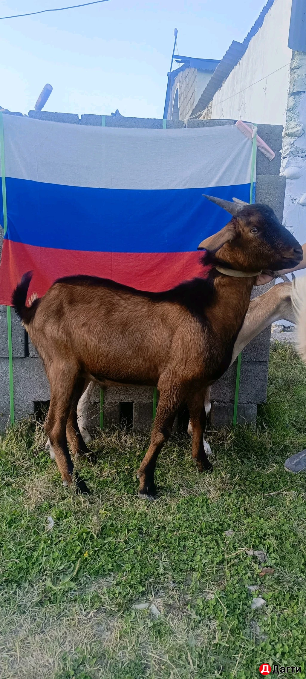 Козлики и коза