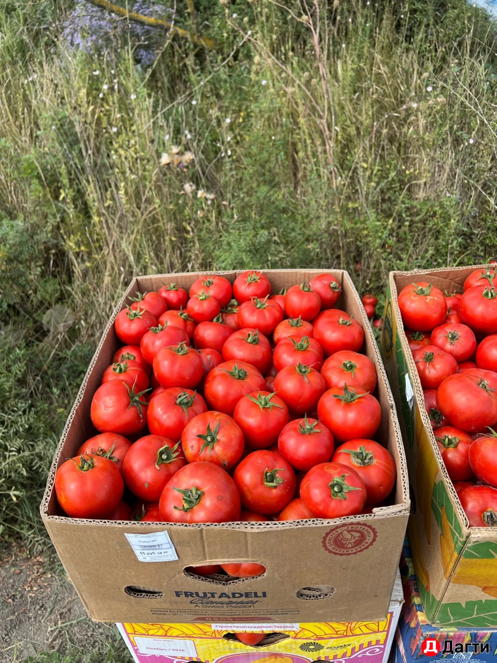 Помидоры