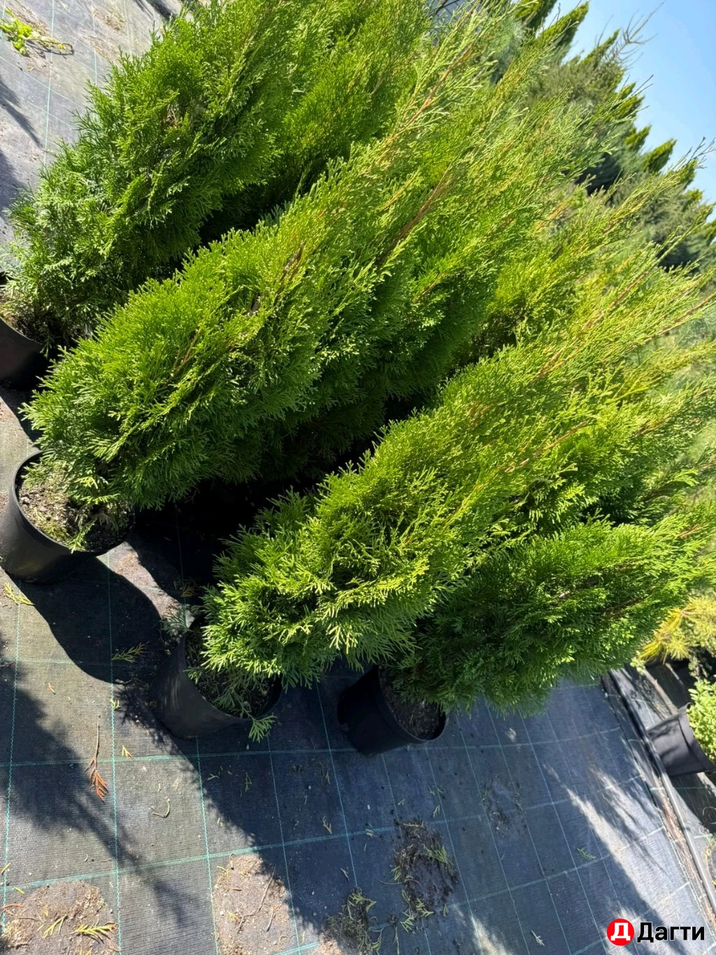 Туя Смарагд
