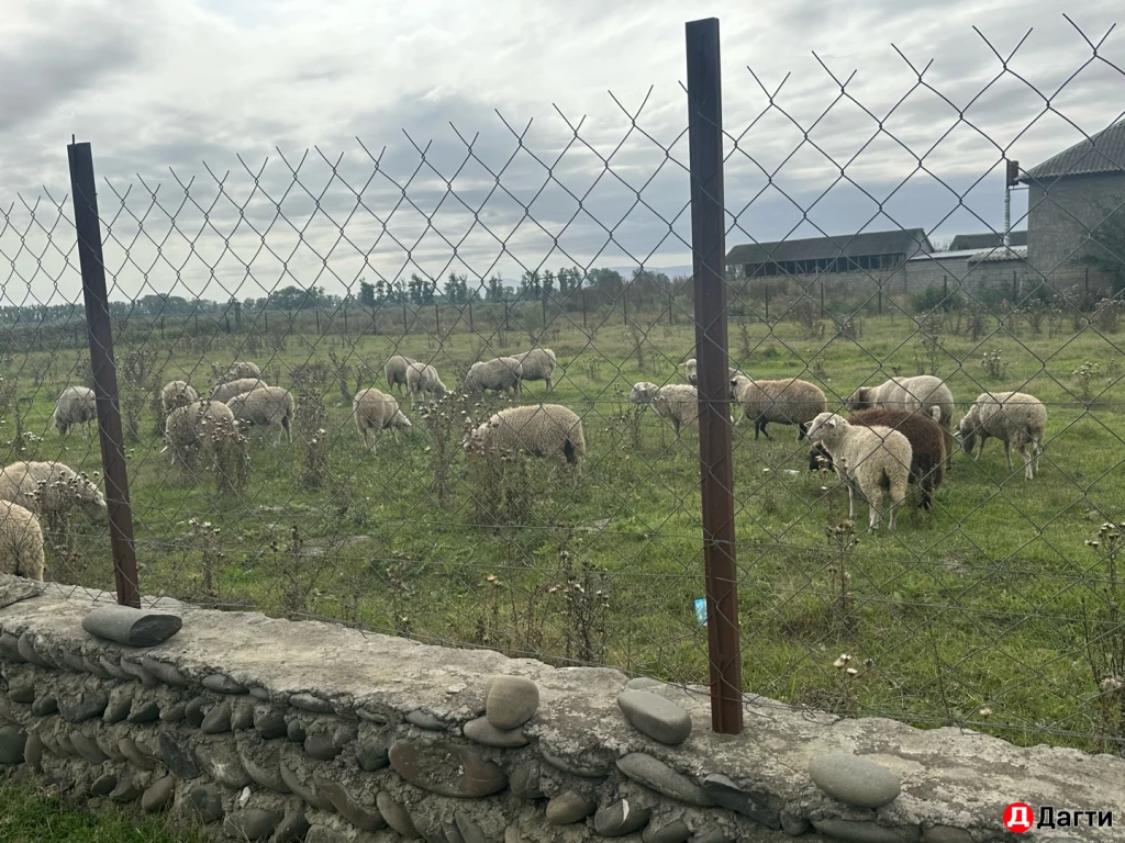 Овцы и бараны