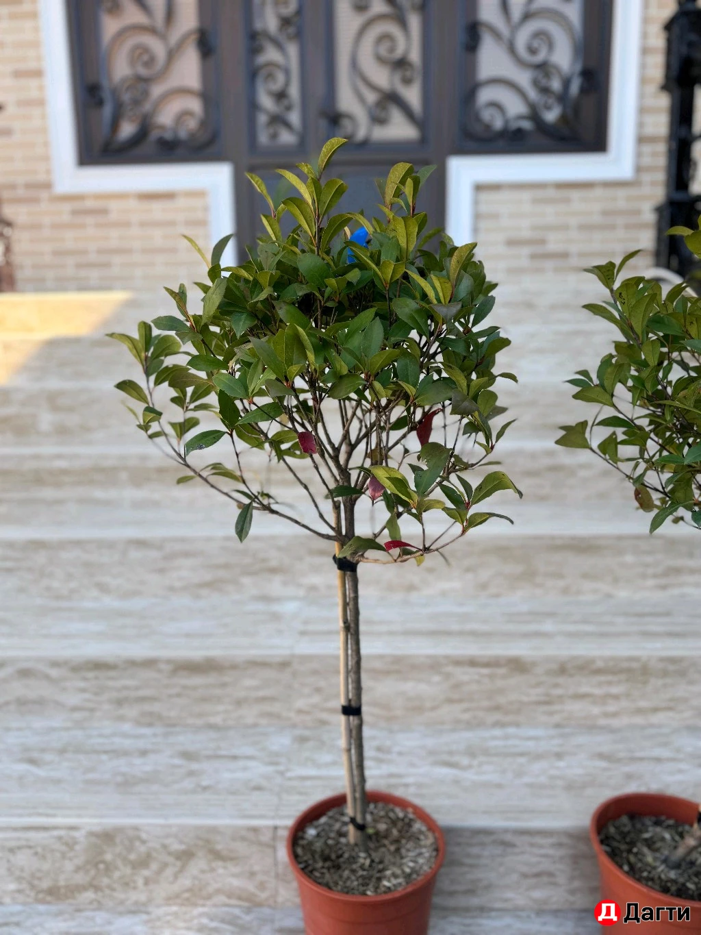 Фатиния На Штамбе