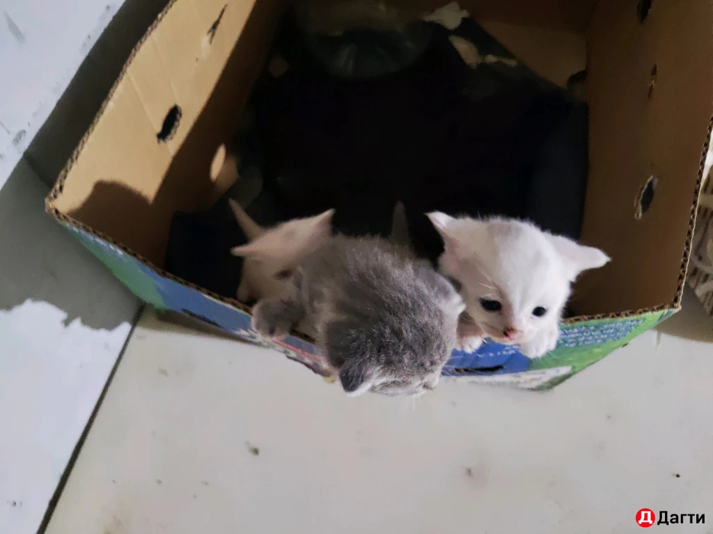 Вислоухие котята