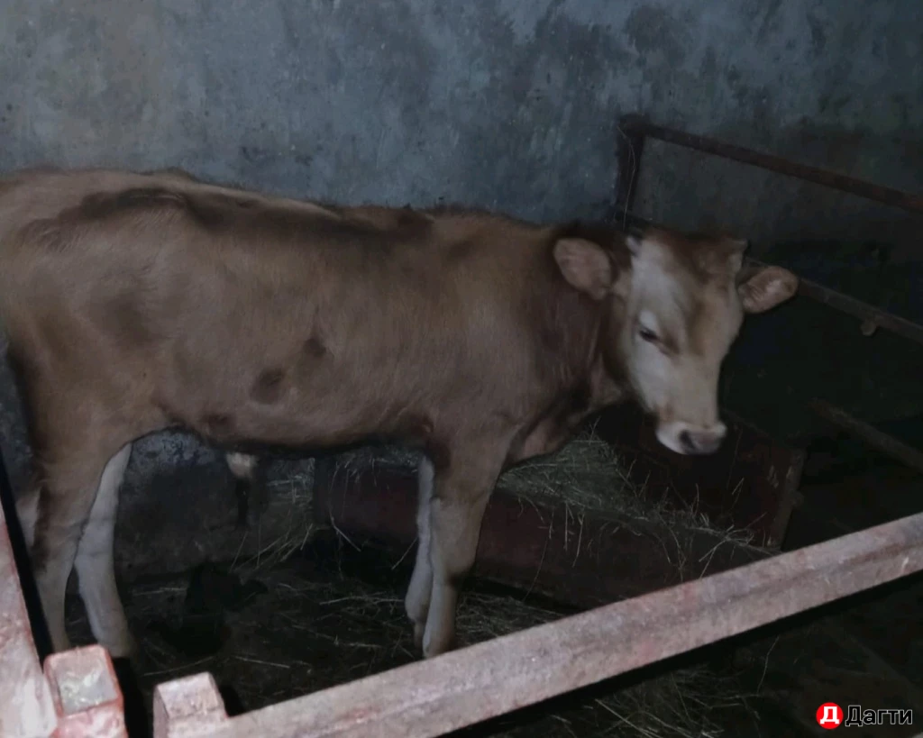 Корова с телёнком, корова дойная, бычок, тёлка.