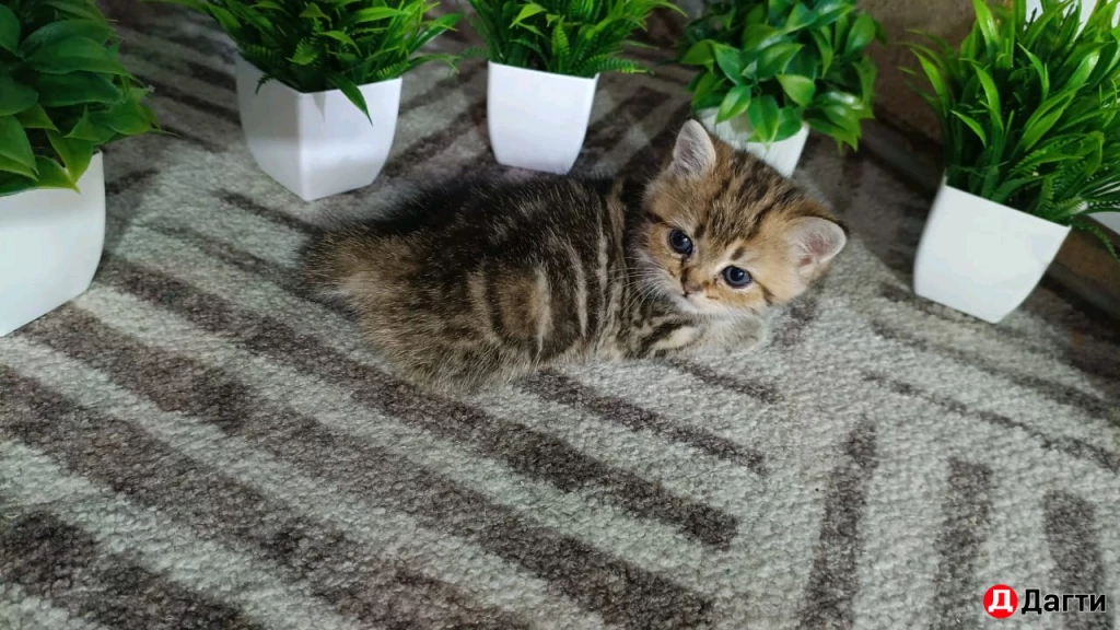 Шотландская вислоухая золотистая шиншила