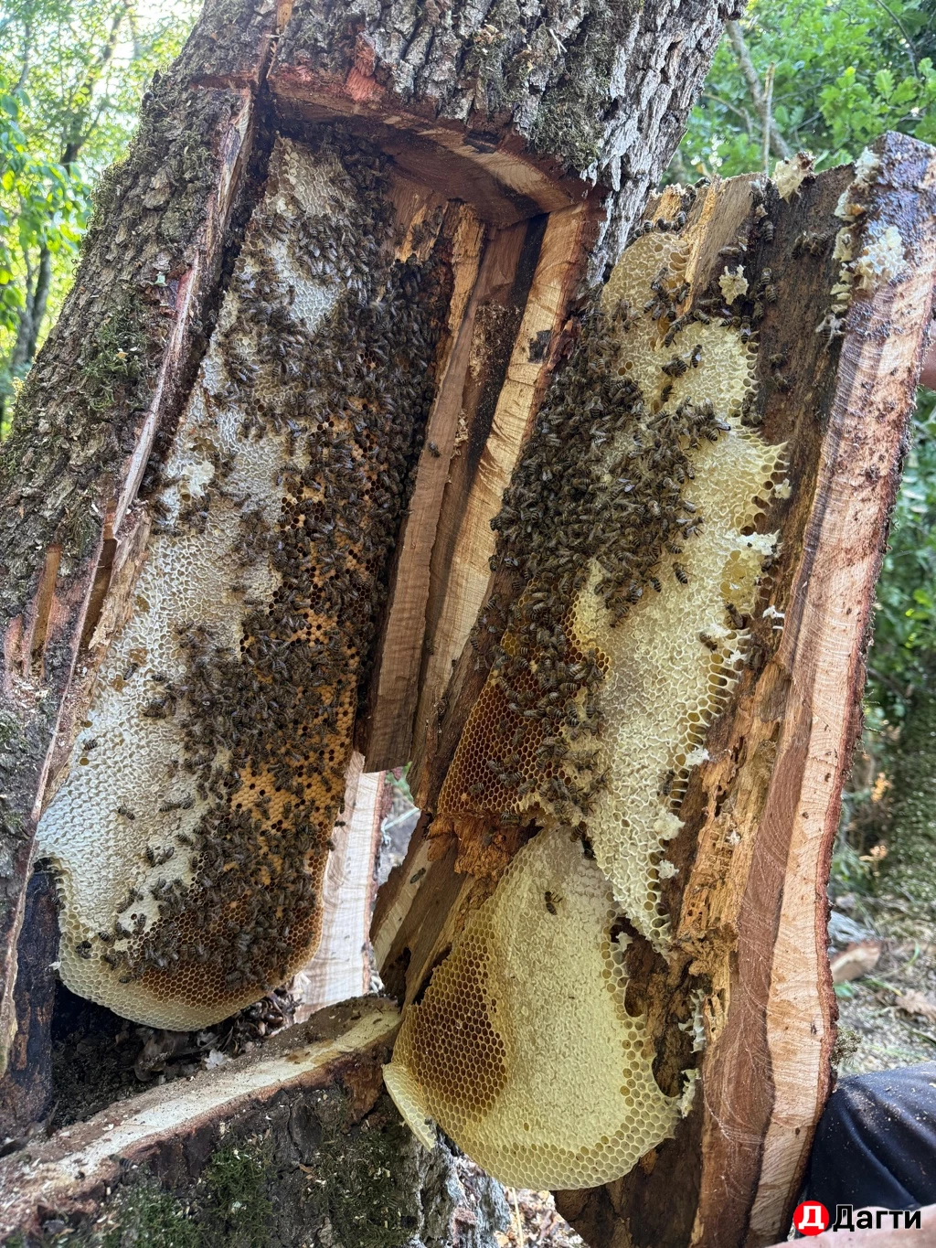 НАТУРАЛЬНЫЙ ЭКО МЁД