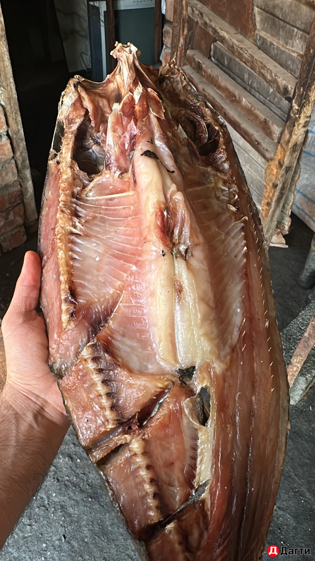 Толсталобик