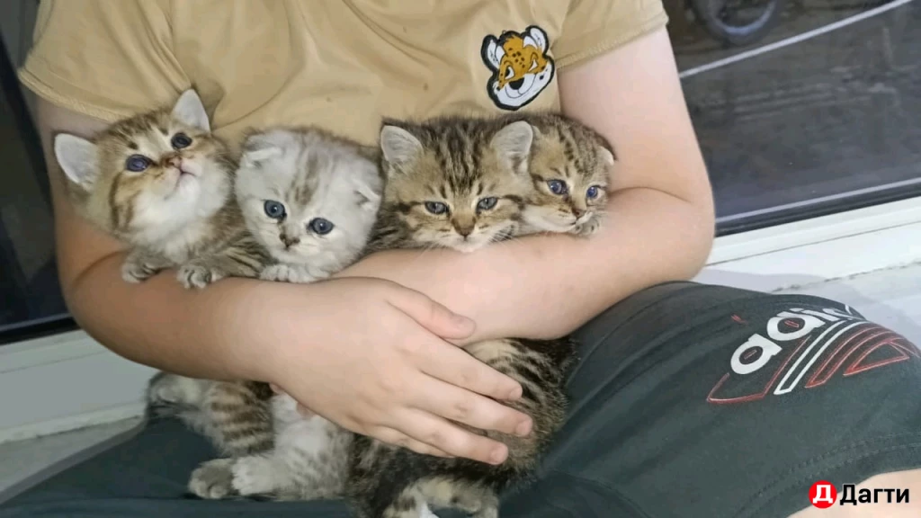 Шотландская вислоухая золотистая шиншила