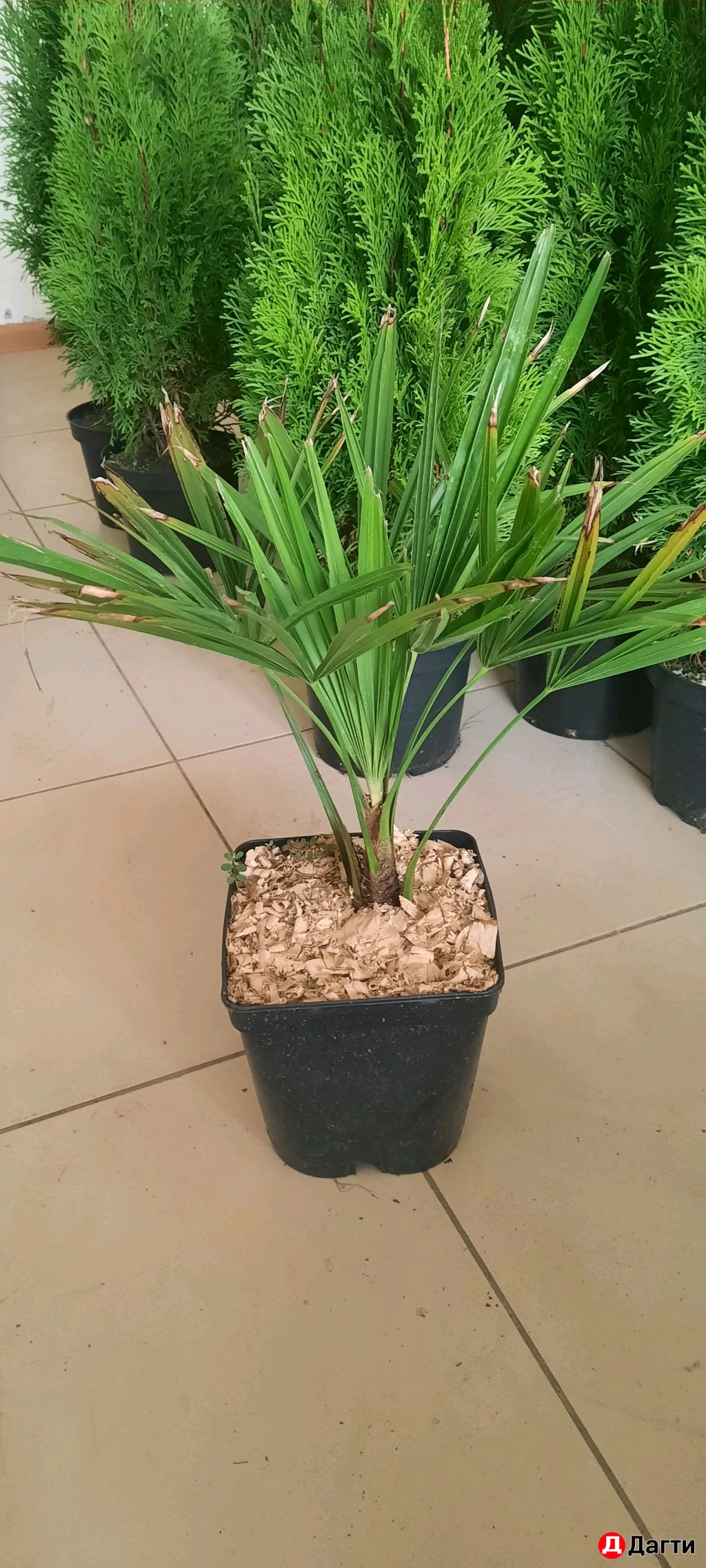 Пальма Вашингтония