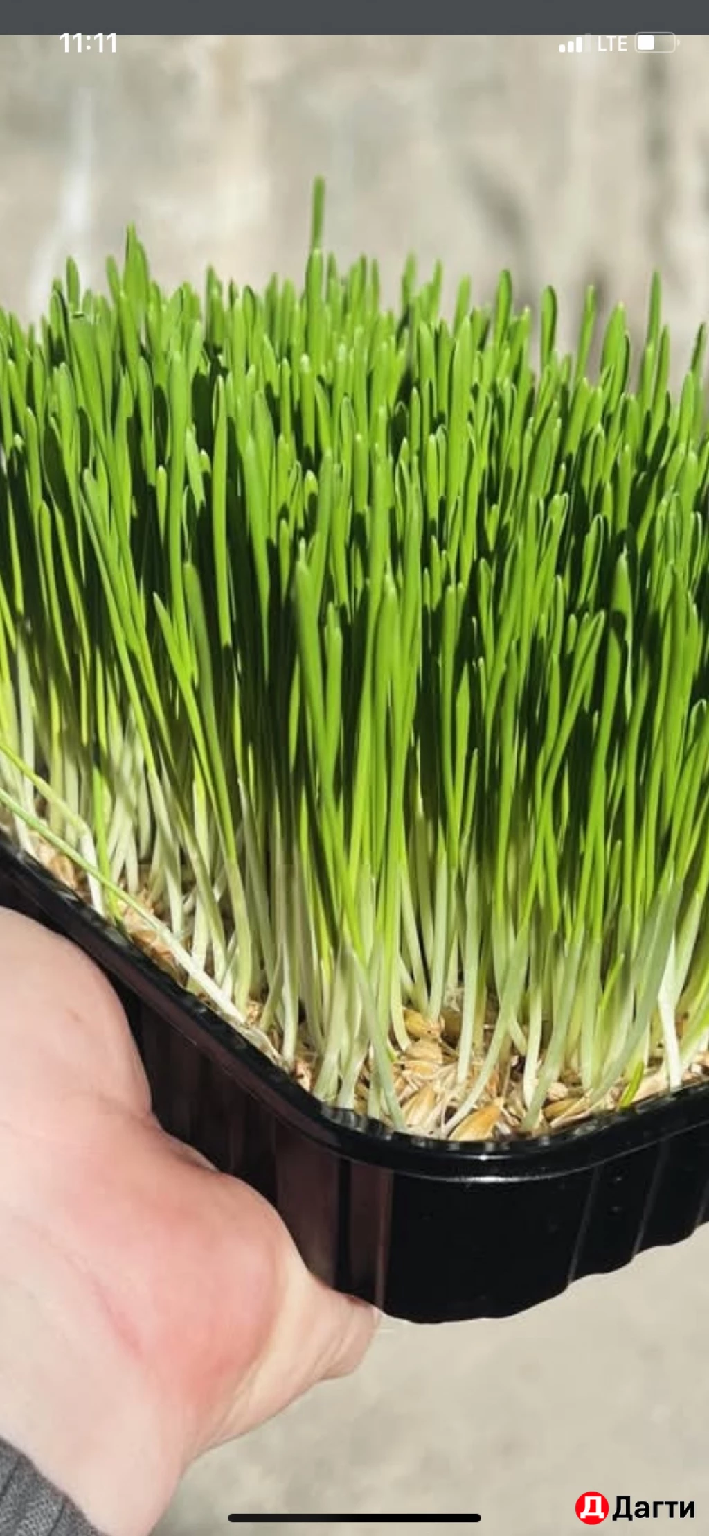 Витграсс для иммунитета