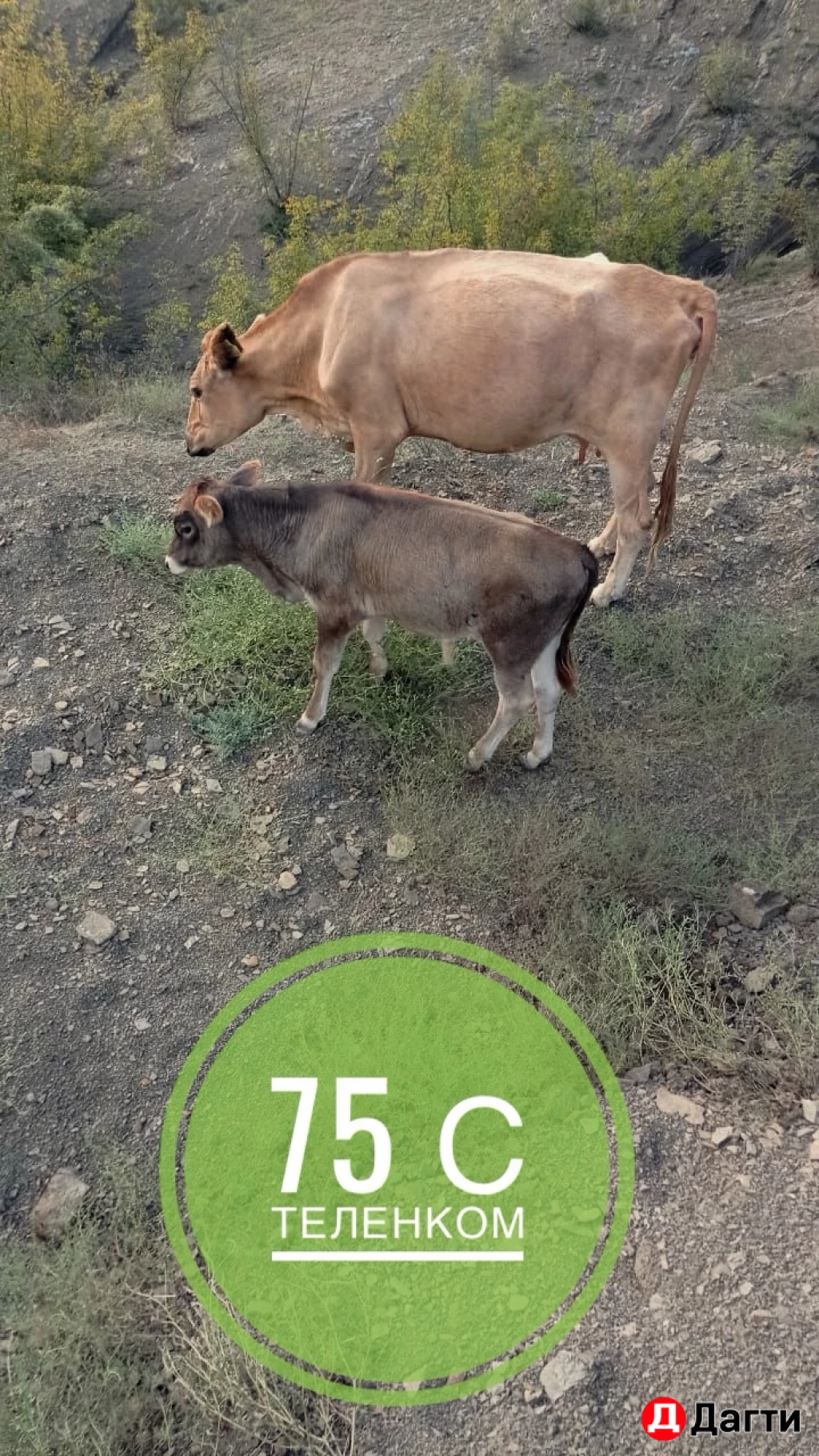 Коровы с теленком