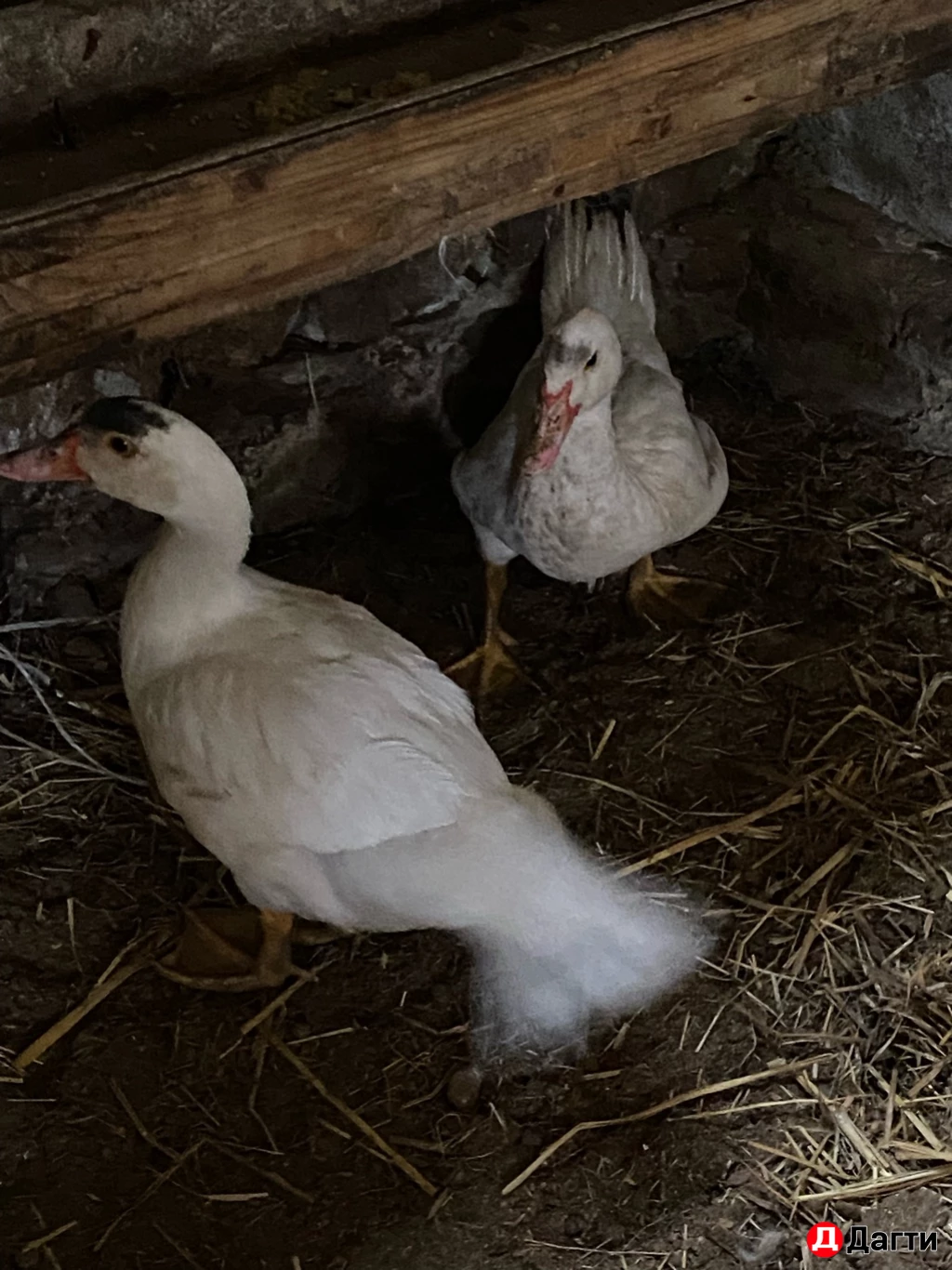 Кролик и индоутки