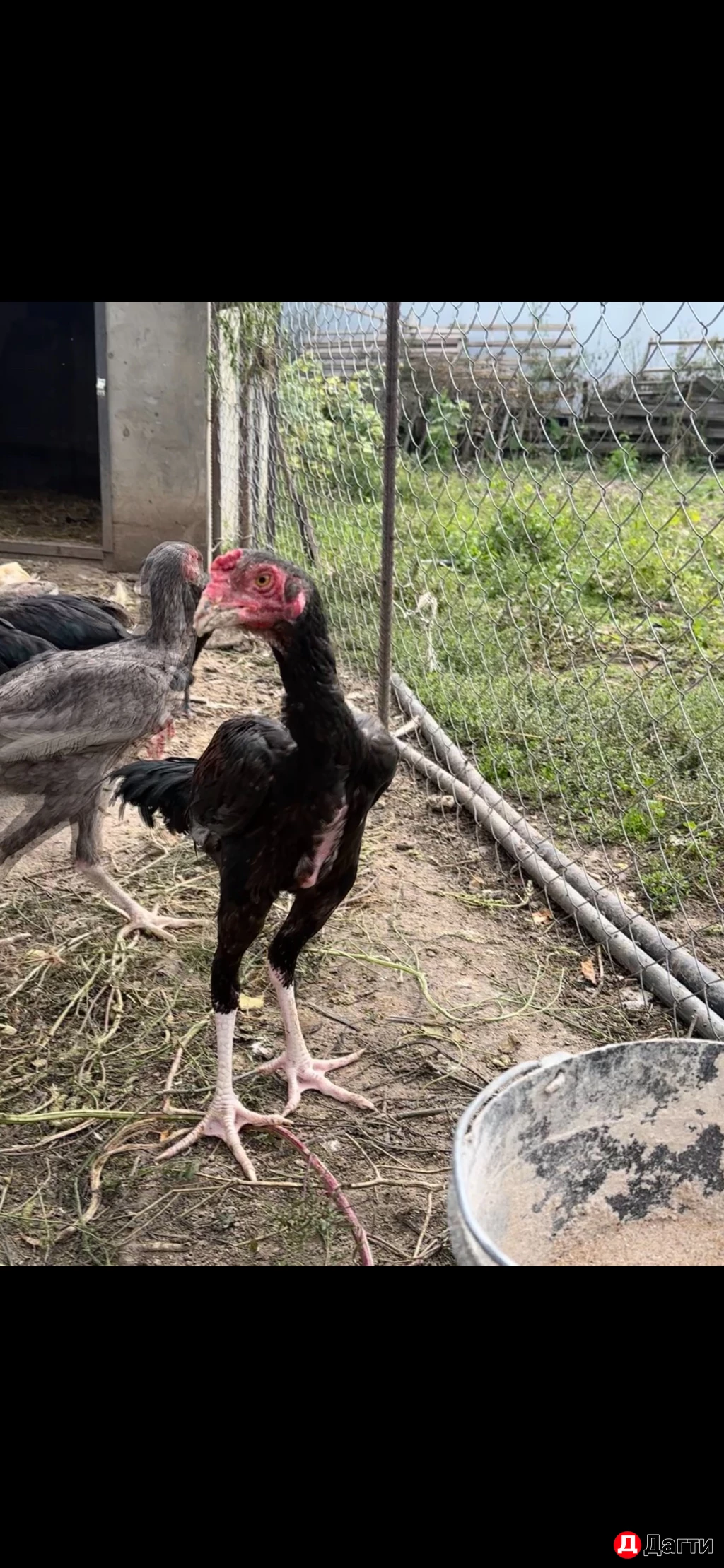 Бойцовые птицы