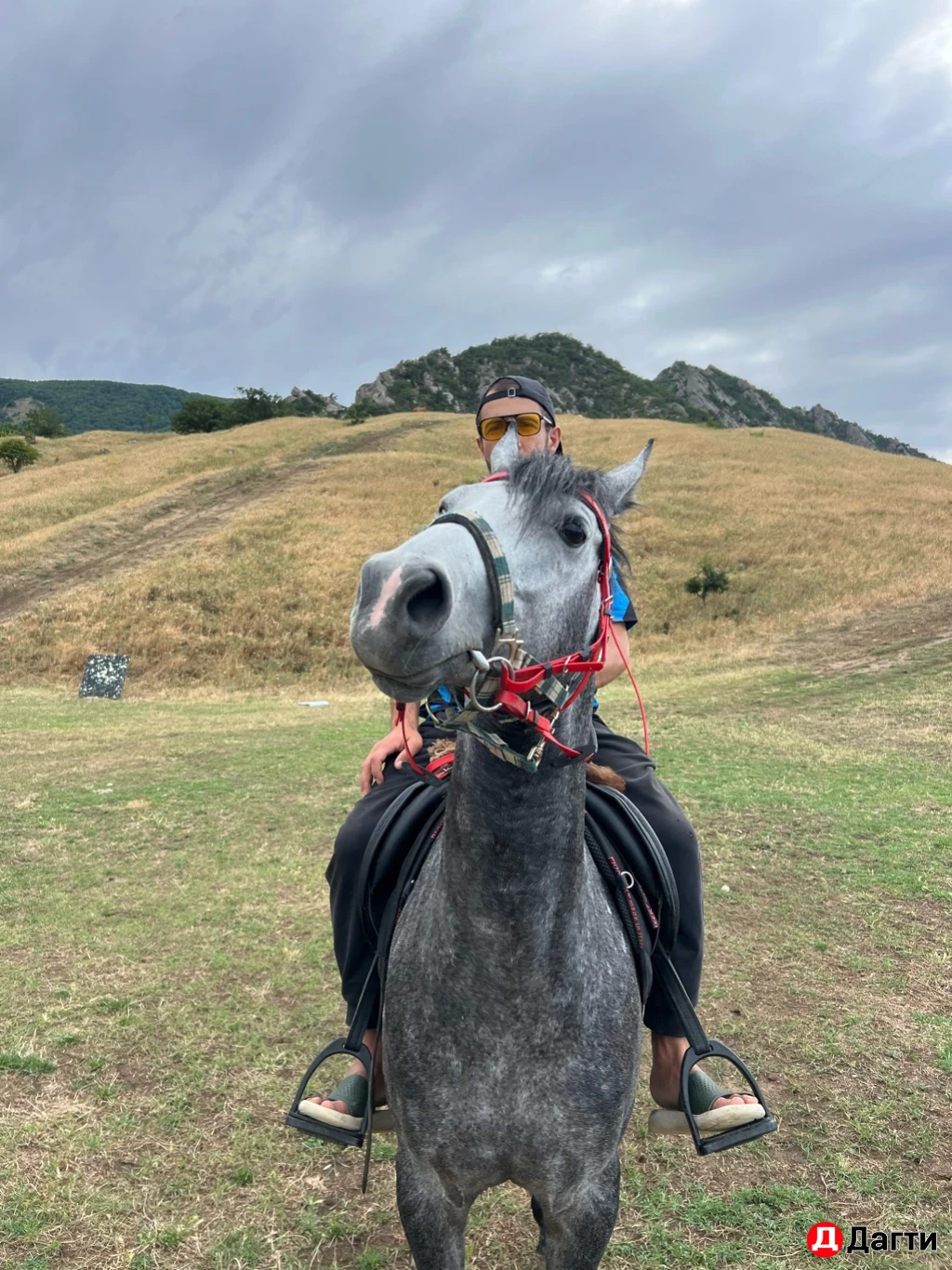 Лощадь араб