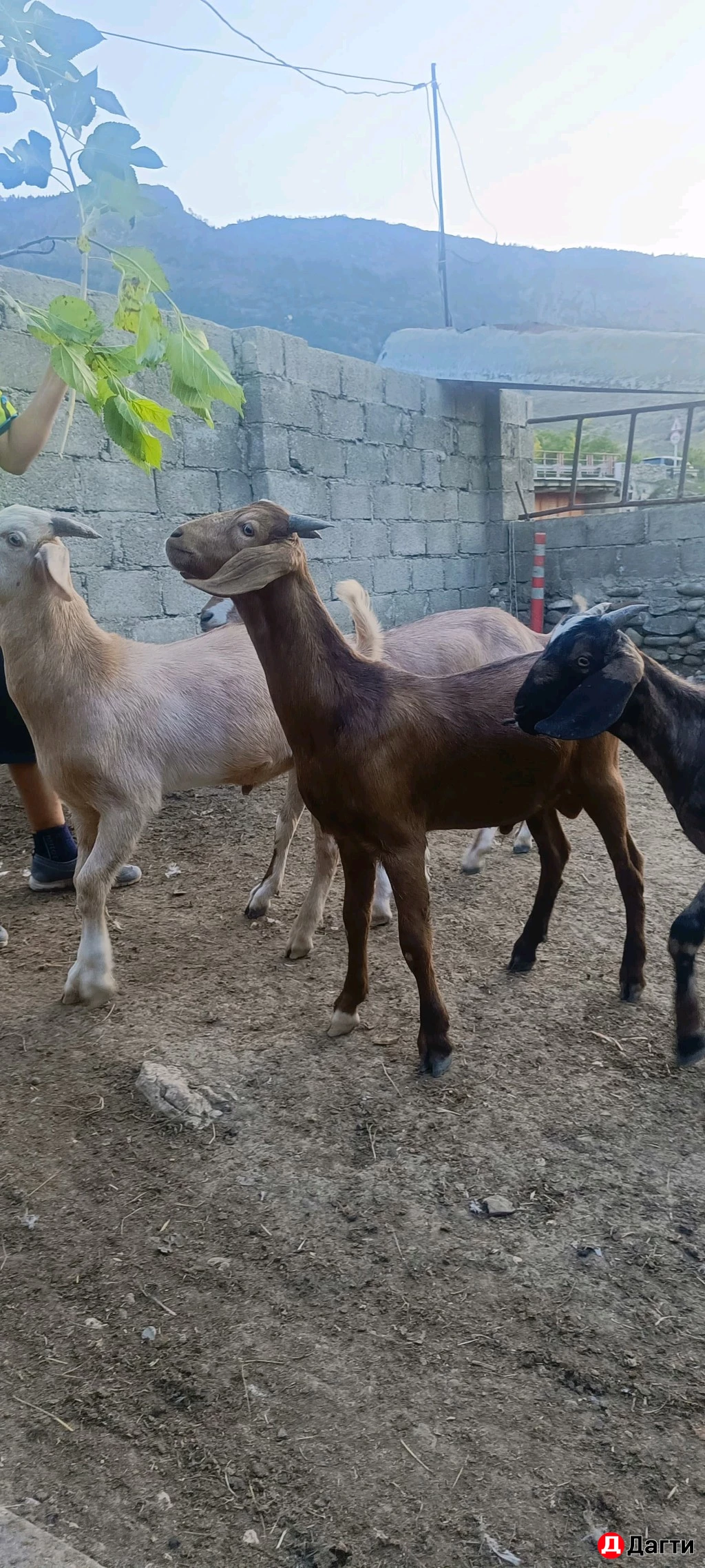 Козлики и коза