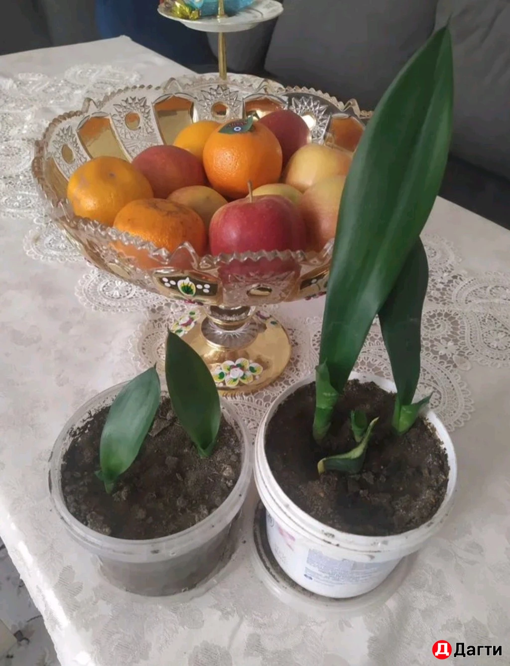 Сансевиерия