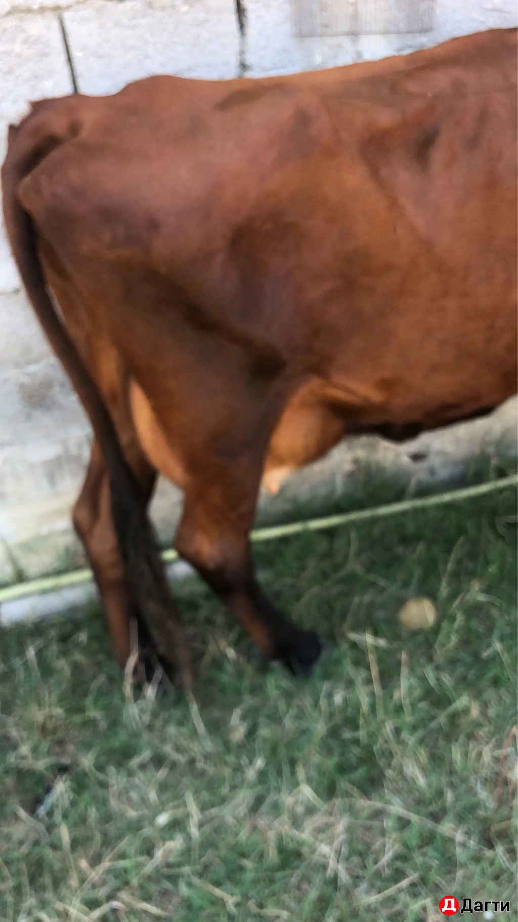 Карова Находится Махачкала Караман два