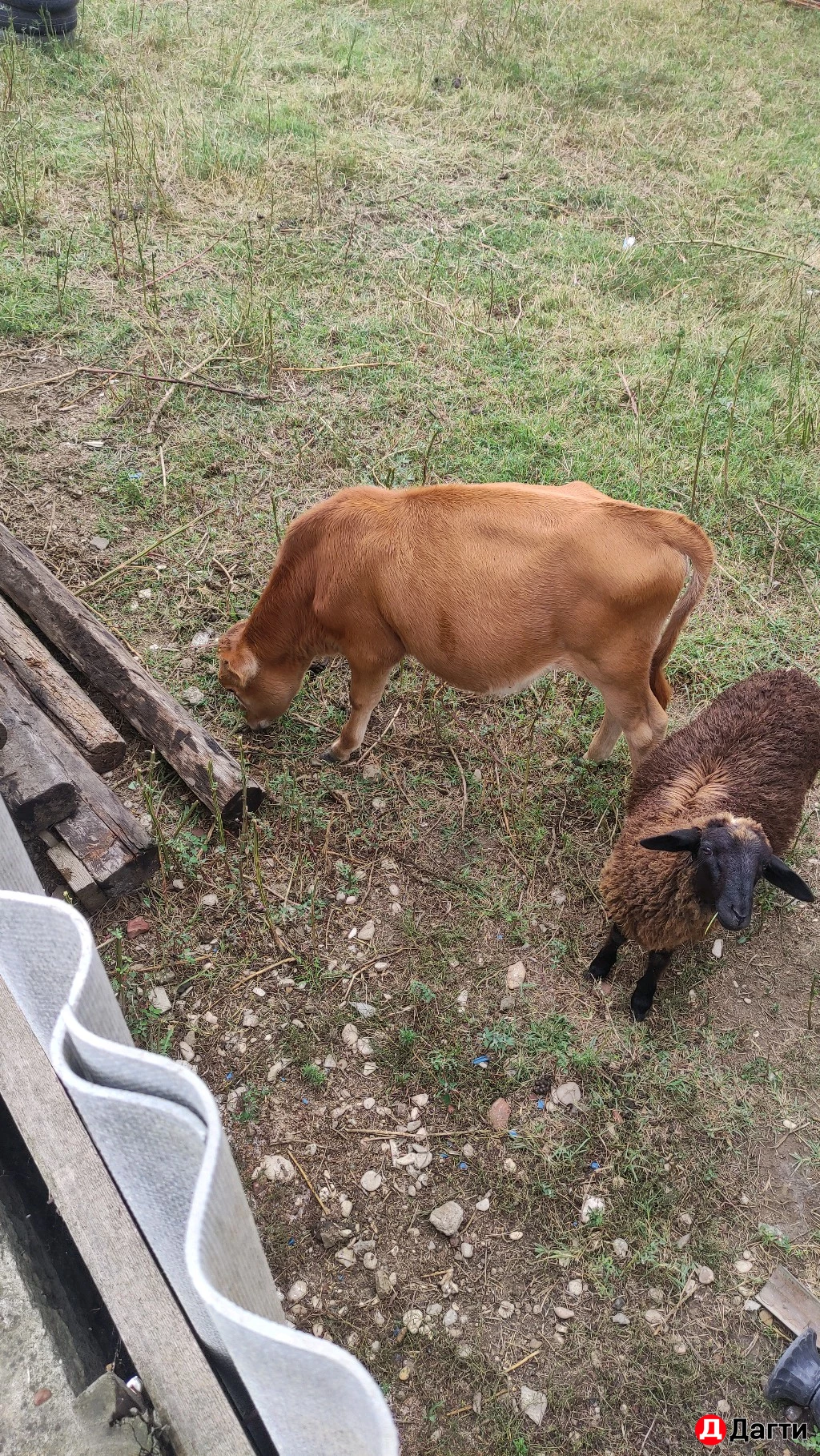 Теленок (телка)