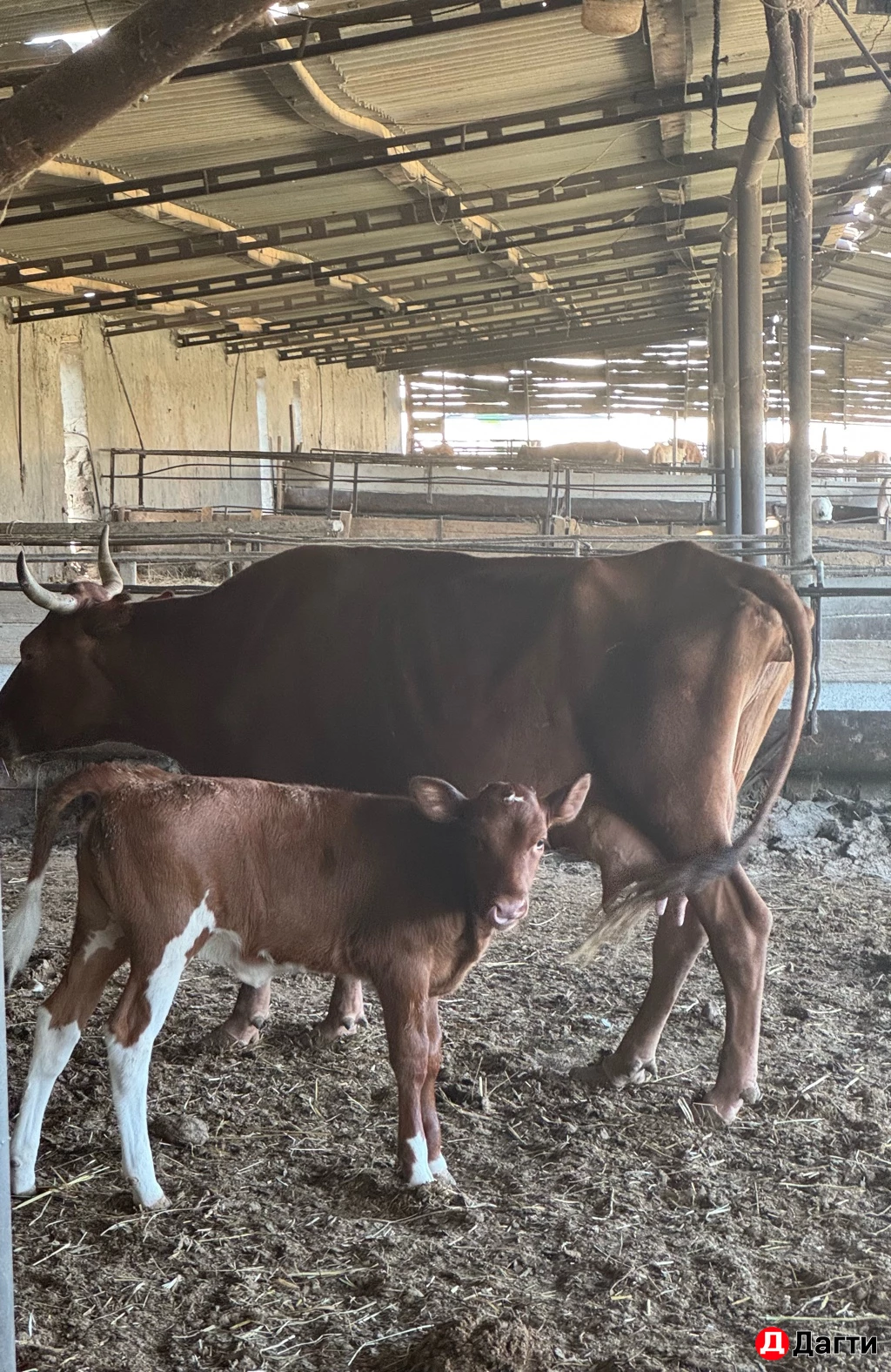 Корова с телёнком