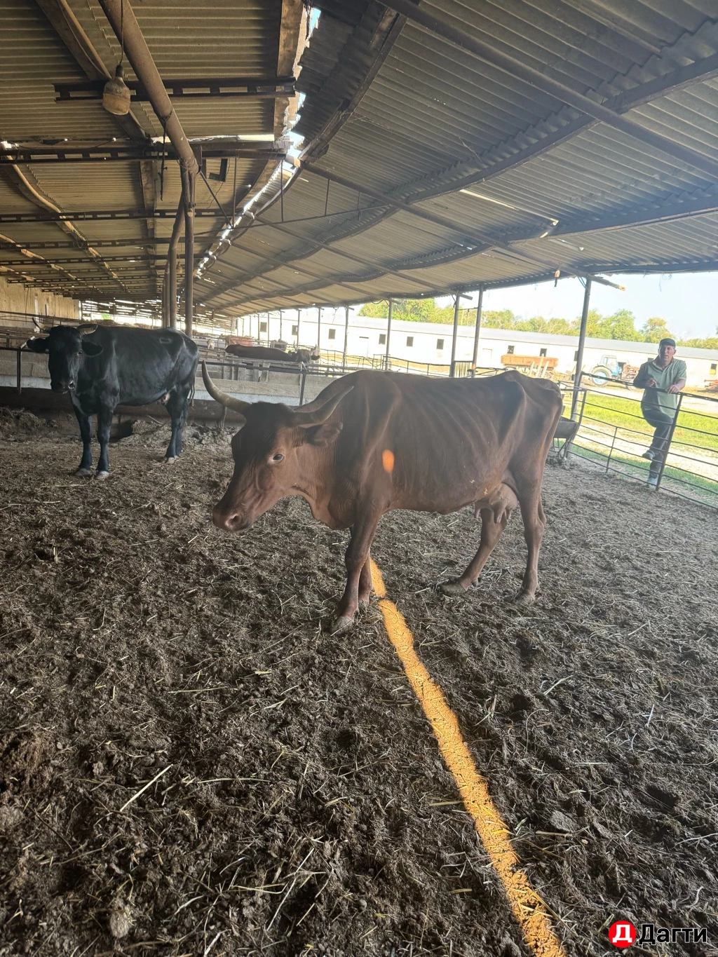 Корова с телёнком