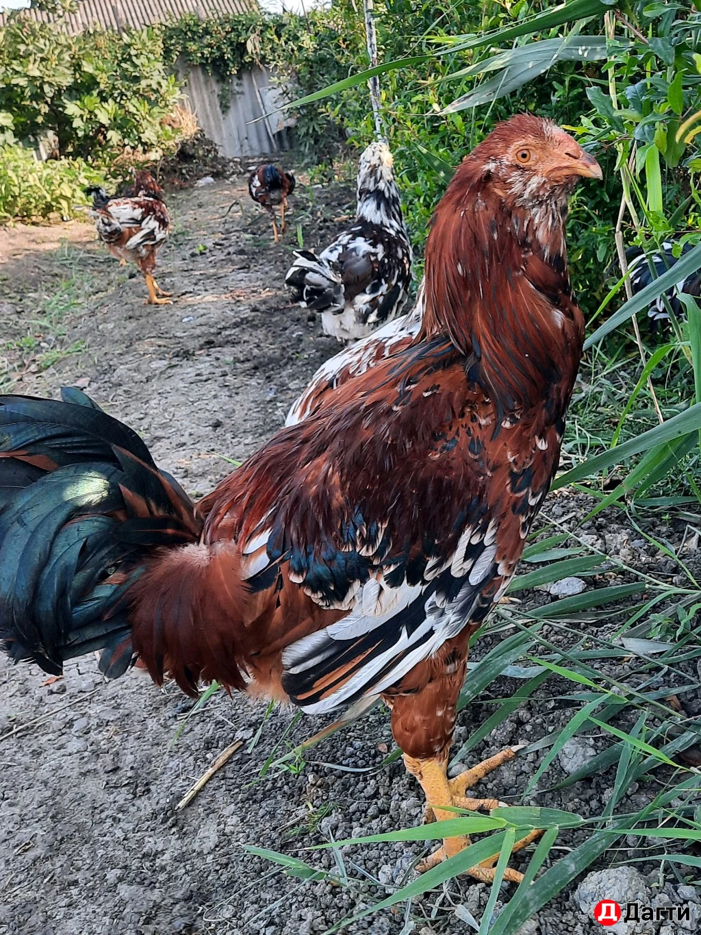 Орловские ситцевые петушки. 5 месяцев.