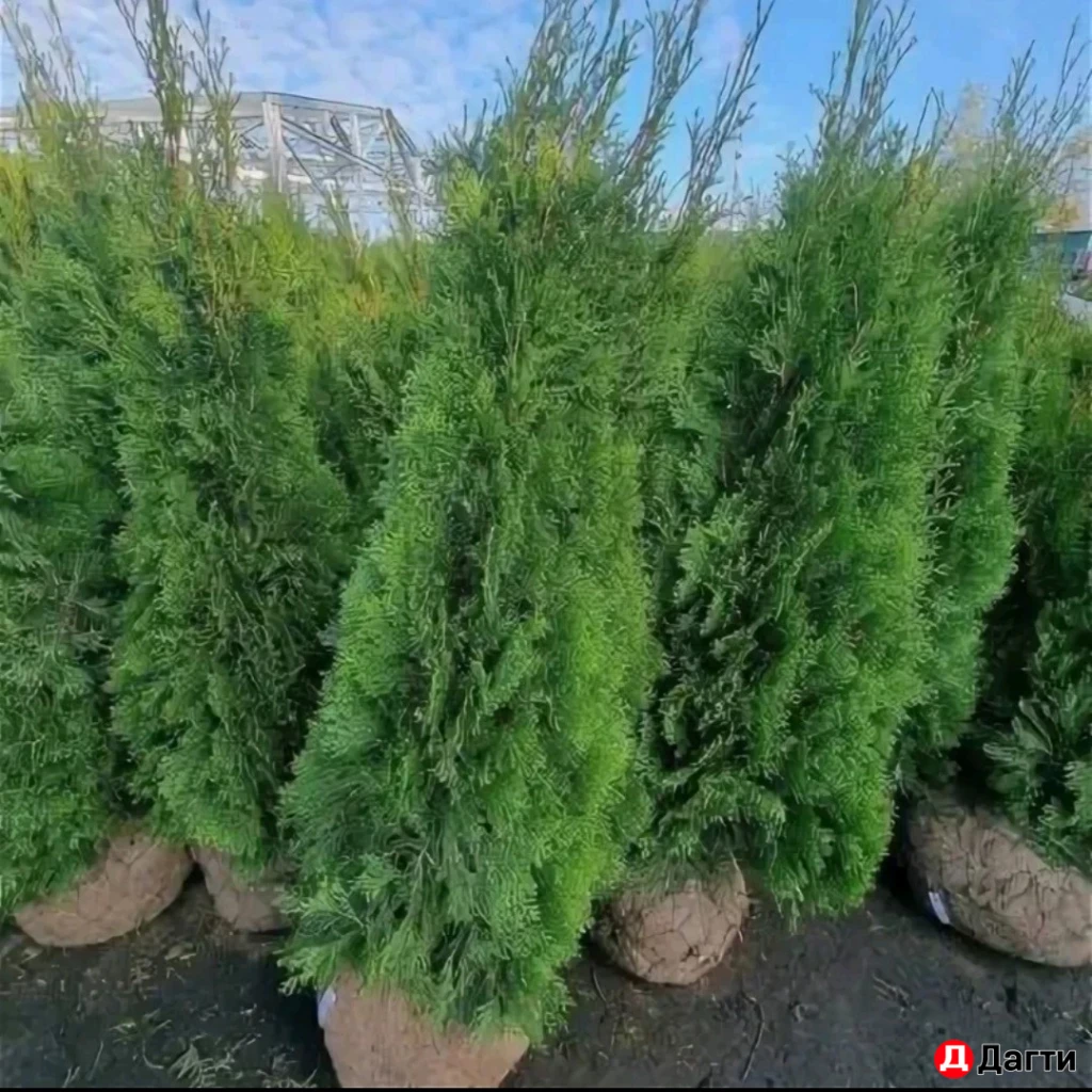 Туя Смарагд 160 см