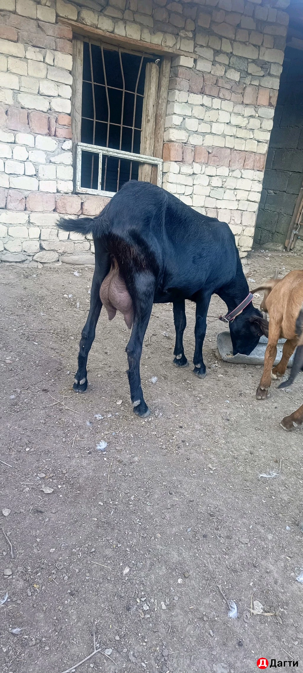 Козлики и коза