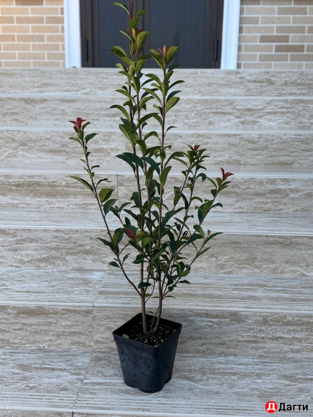 Фатиния Кустовая