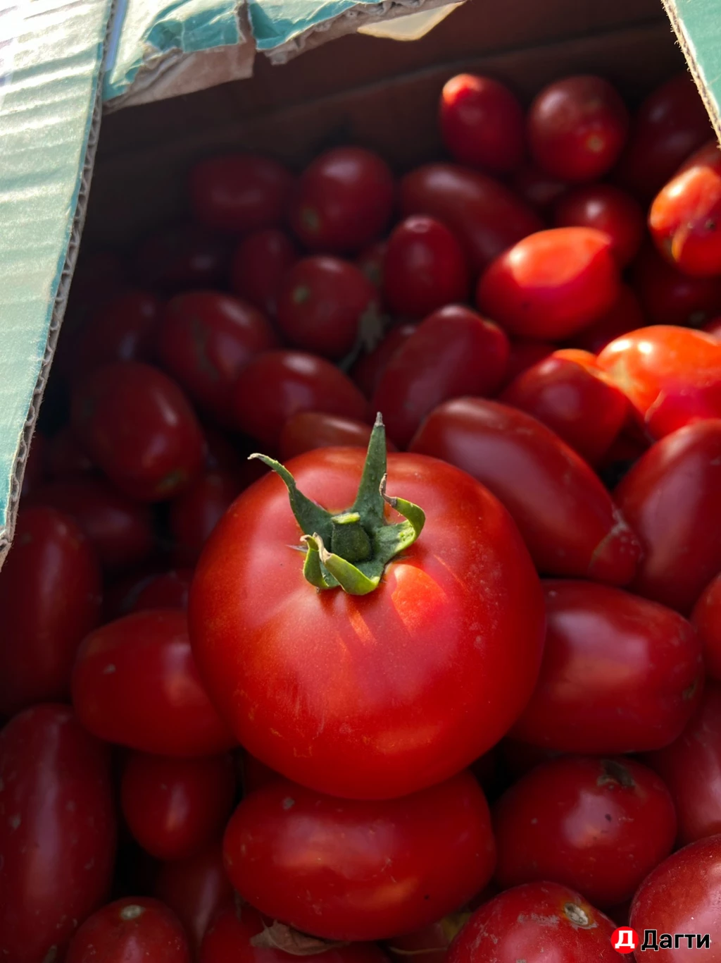 Помидоры