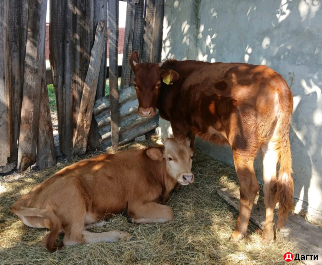 Корова с телёнком, корова дойная, бычок, тёлка.
