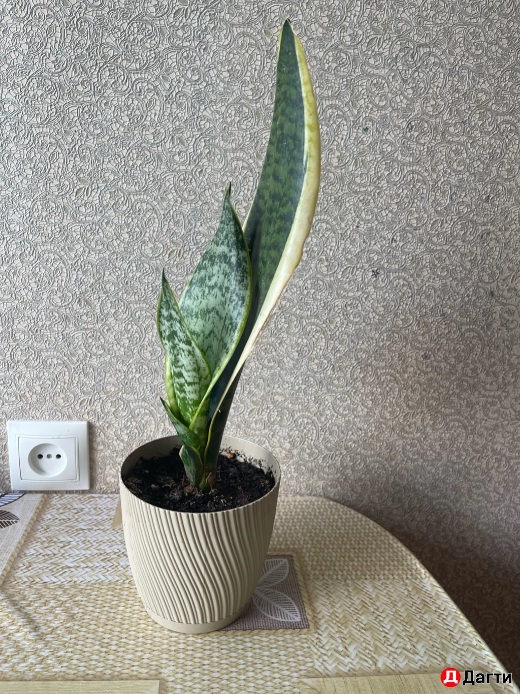 Сансевиерия