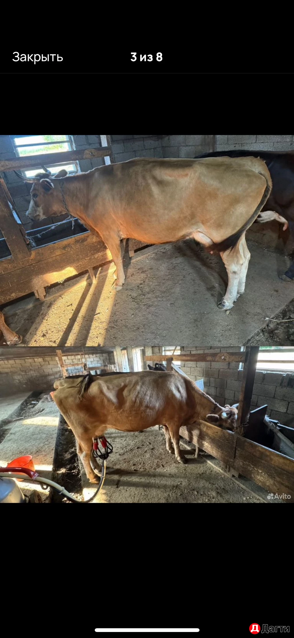 Дойные коровы