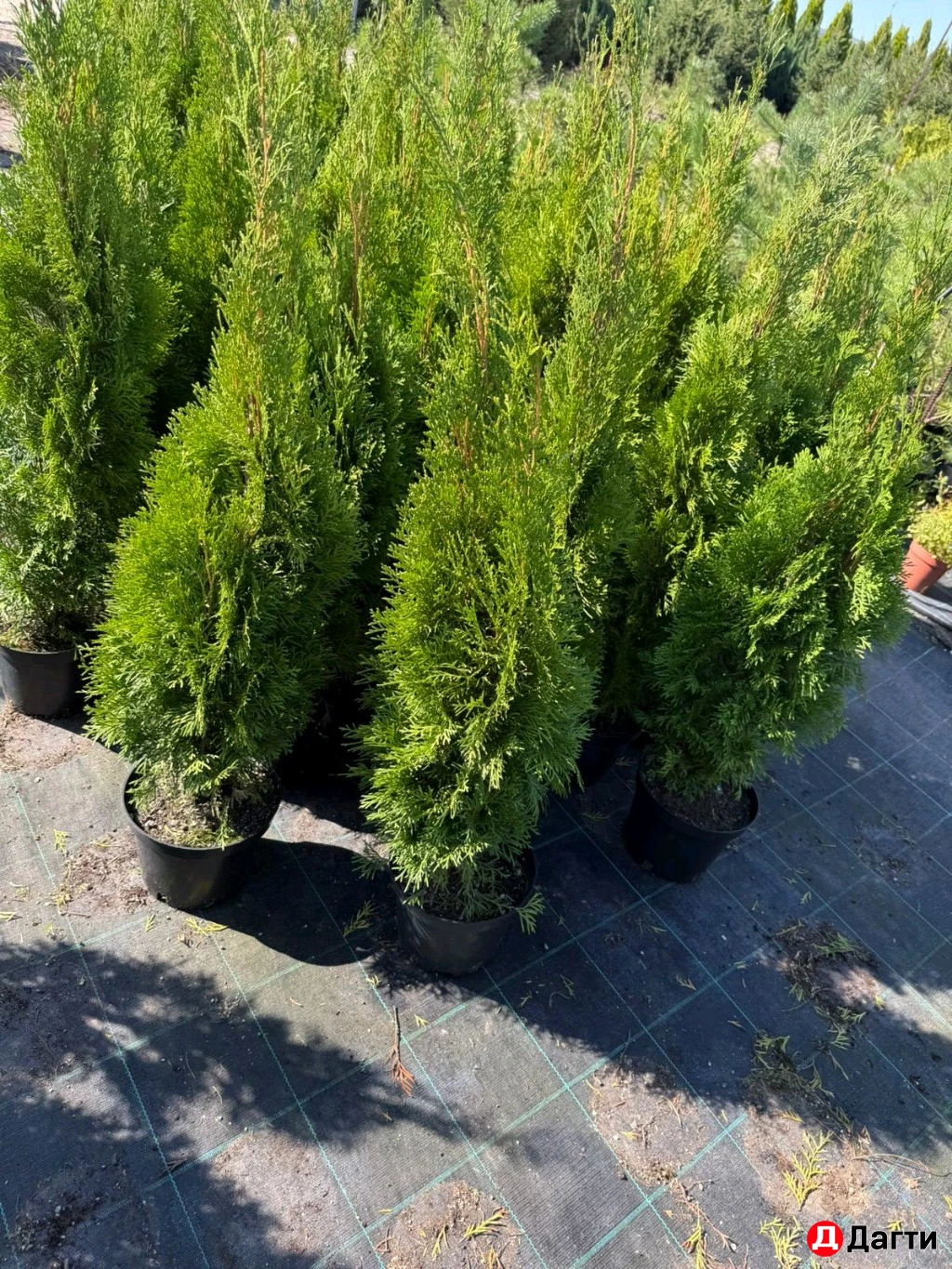 Туя Смарагд