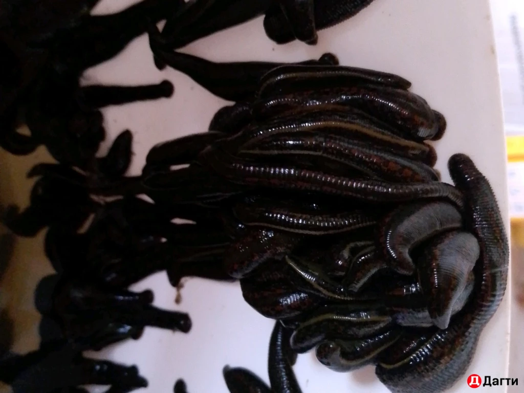 Пиявка медицинская.  50₽